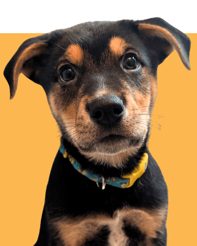 Adopt a puppy like this black and tan shepherd mix puppy