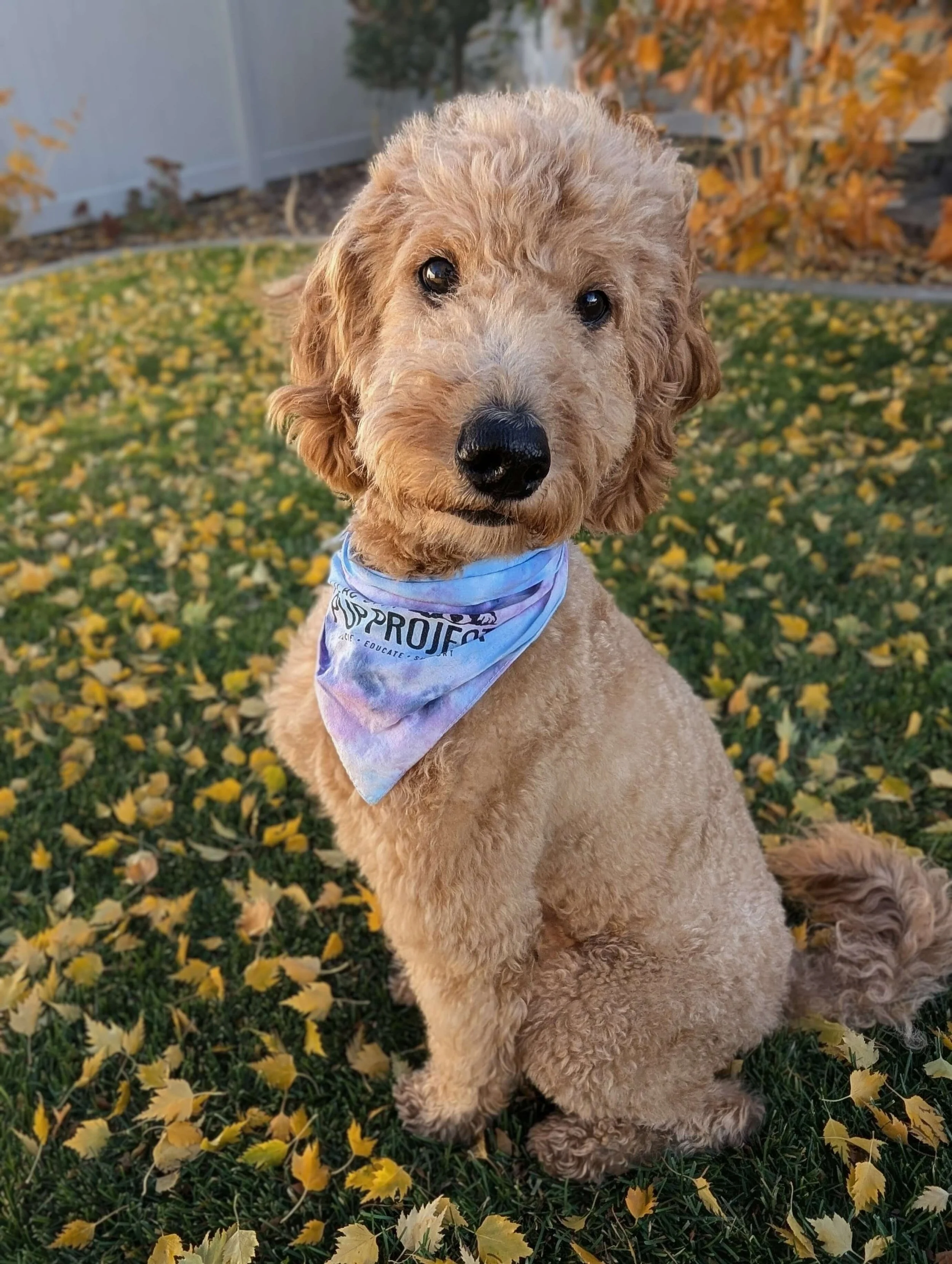 An adult golden Poodle Mix wearing a bandana stares into the camera