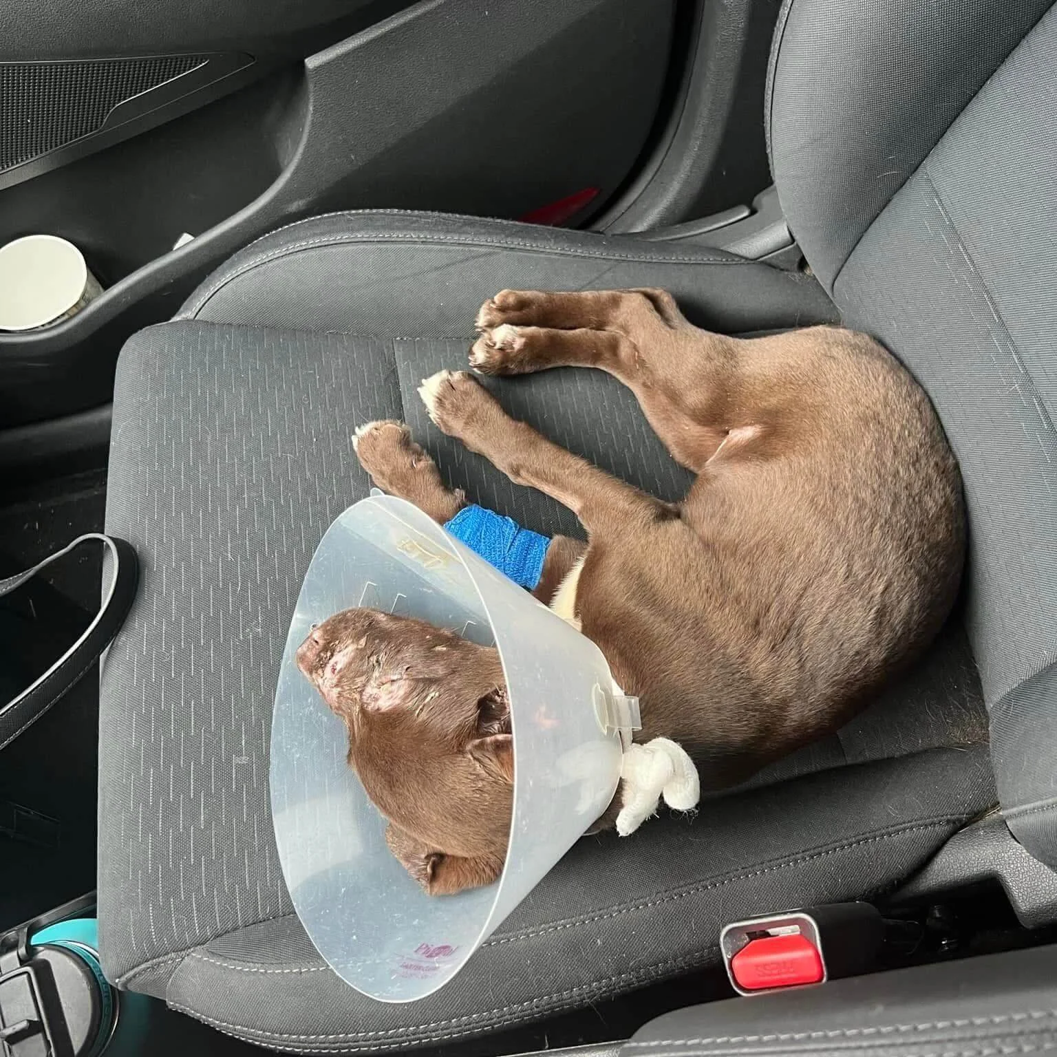 small brown puppy injured and wearing cone
