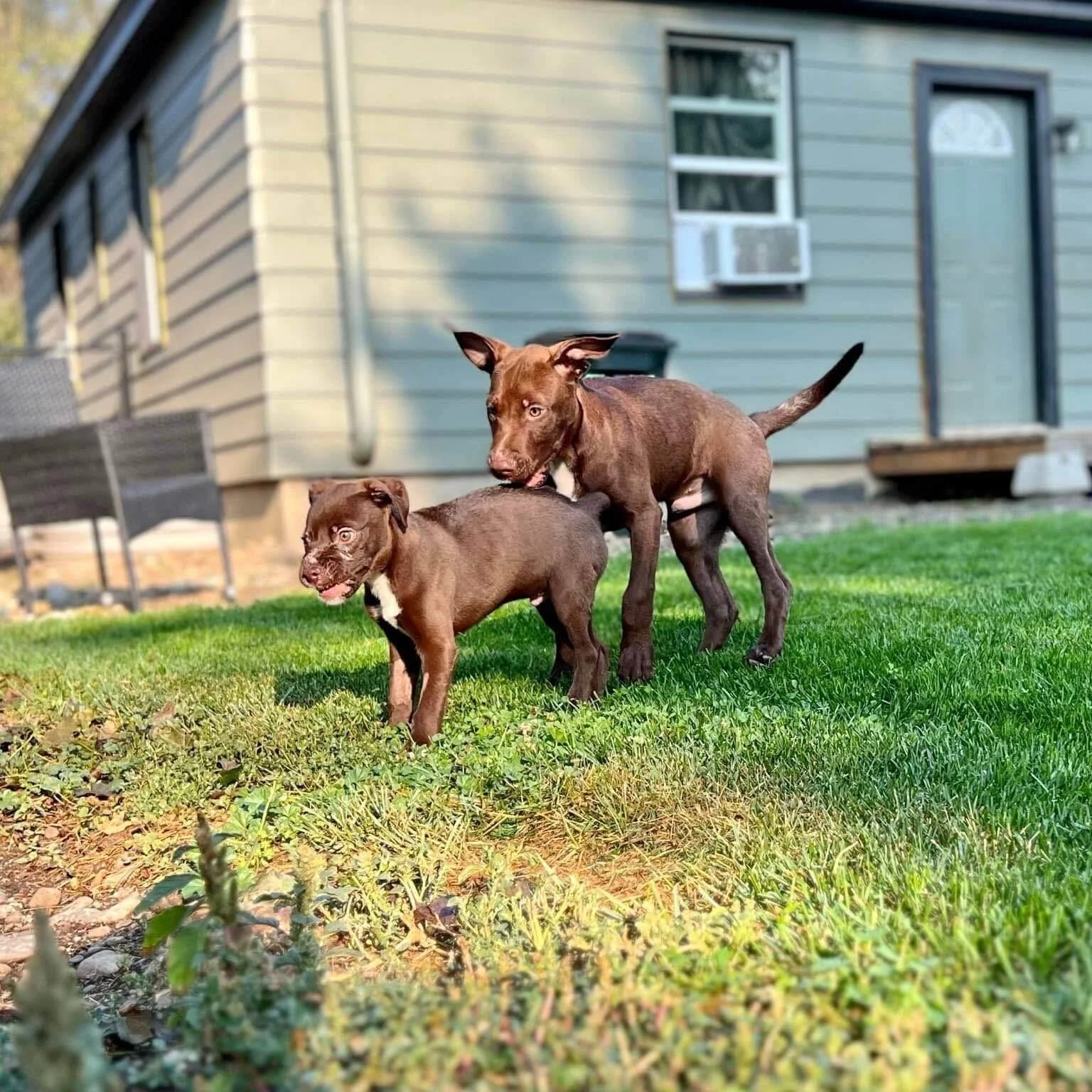 two brown puppies, one large, one small