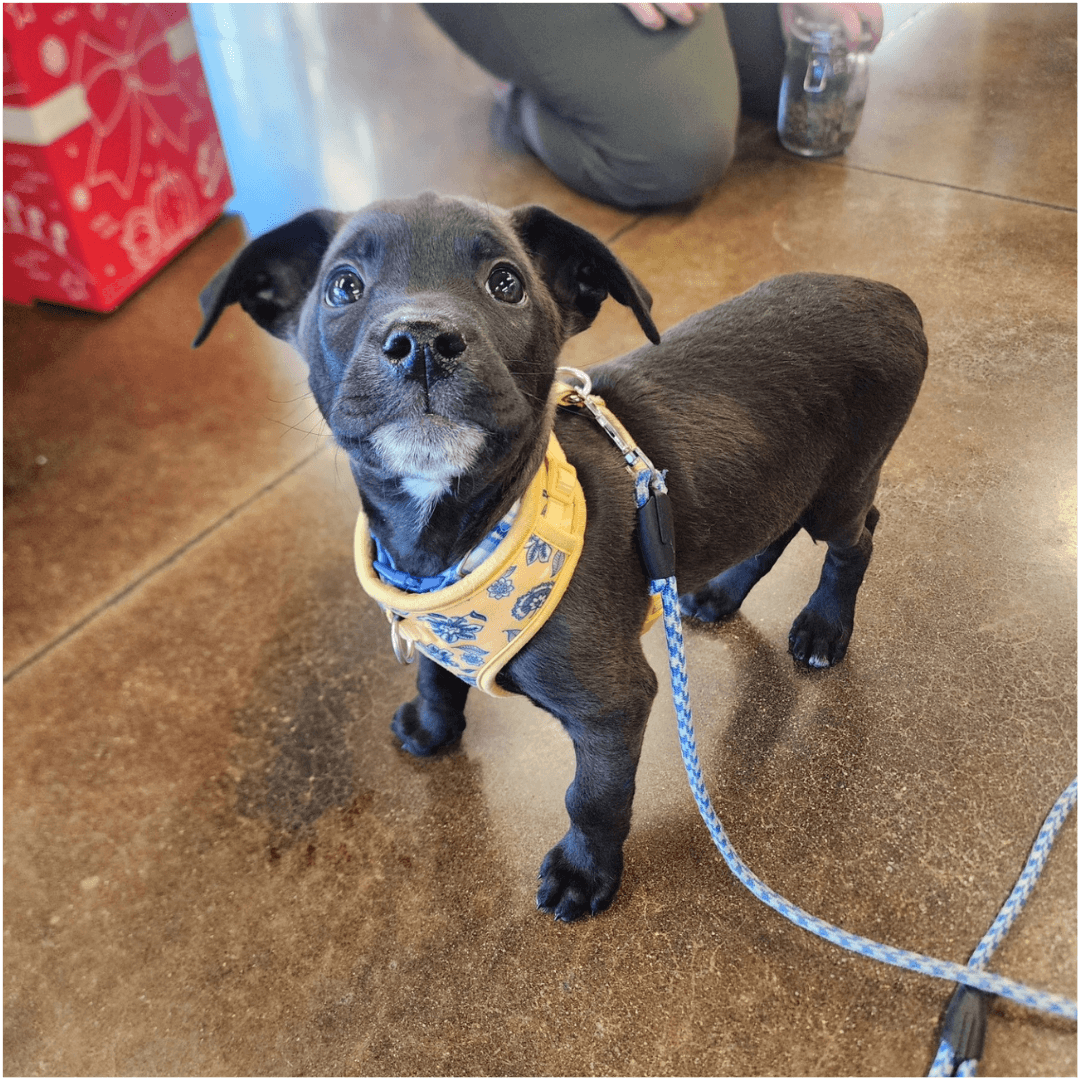 small grey and white puppy in yellow harness ready for a puppy training session