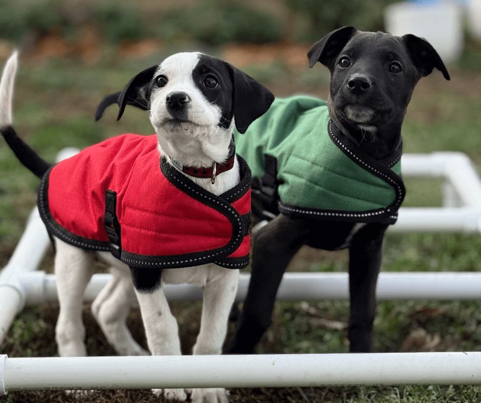 a black and white puppy in a red jacket and a black puppy in a green jacket with Spokane's best dog rescue, education, and support services.