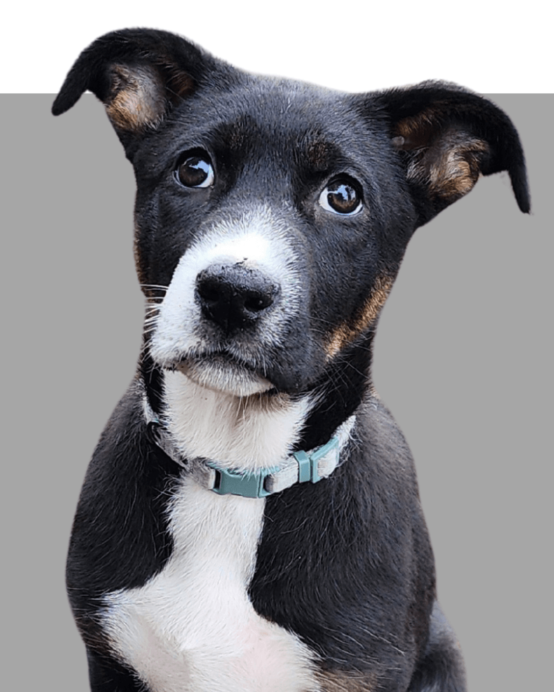 This black and white husky mix puppy wants you to make a tax deductible donation to support puppy rescue and adoptions