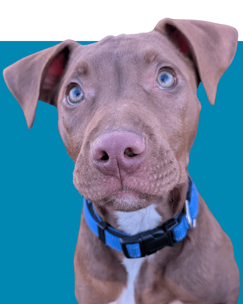 Volunteer with Lilac City Pup Project to help puppies like Charles