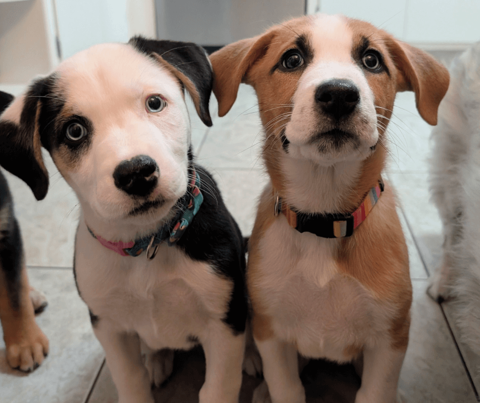 a black and white husky mix puppy and a brown and white husky mix with blue eyes adopted through LCPP in Spokane, WA