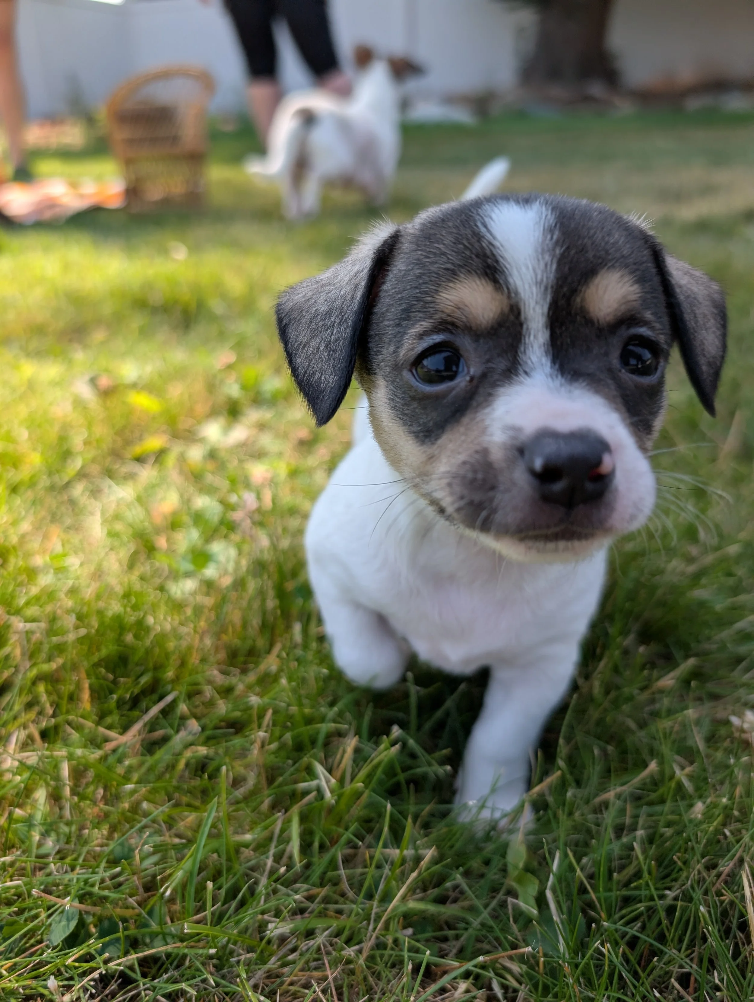 A small tri-colored puppy walks in the grass