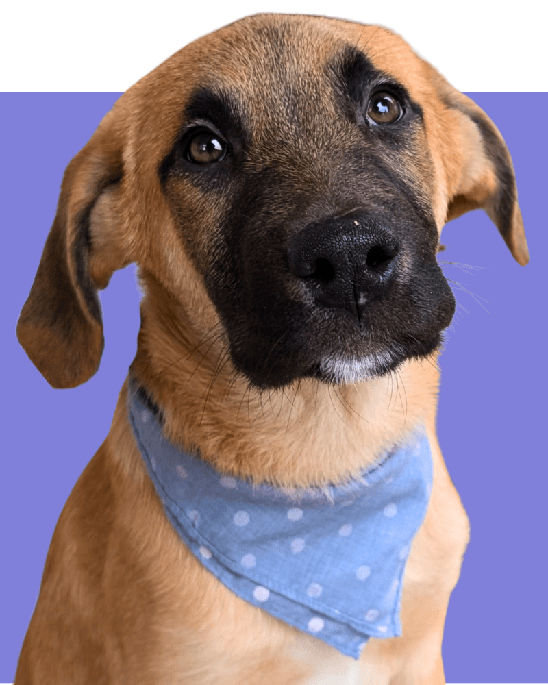 Become a foster for puppies, like this german shepherd mix puppy