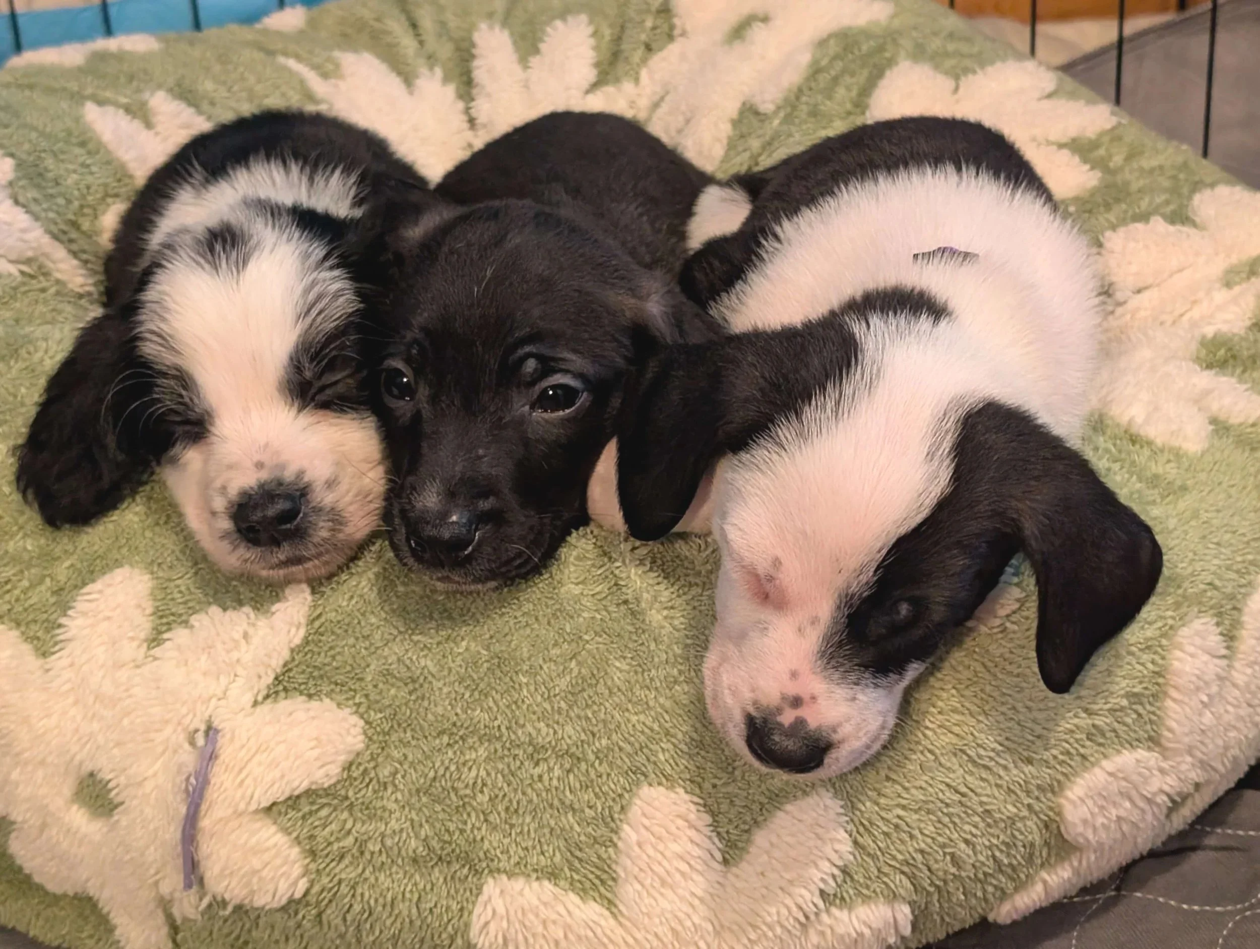 Multiple puppy foster opportunities designed to accommodate your availability