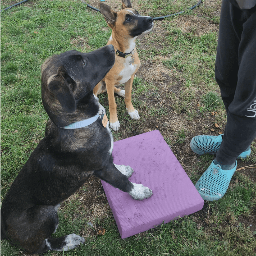 Puppy training, sitting with paws on a platform