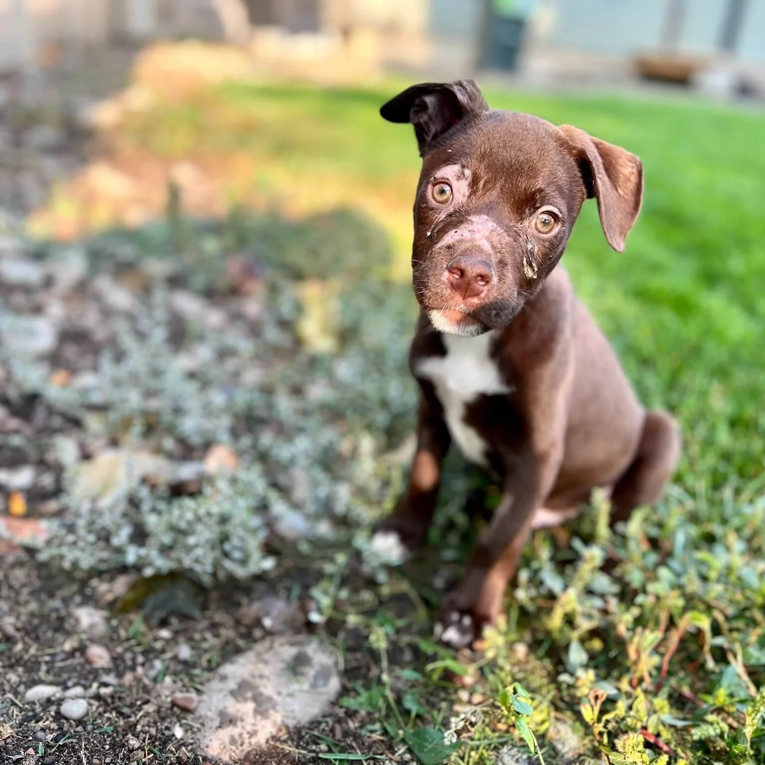 Small brown and white puppy with injuries
