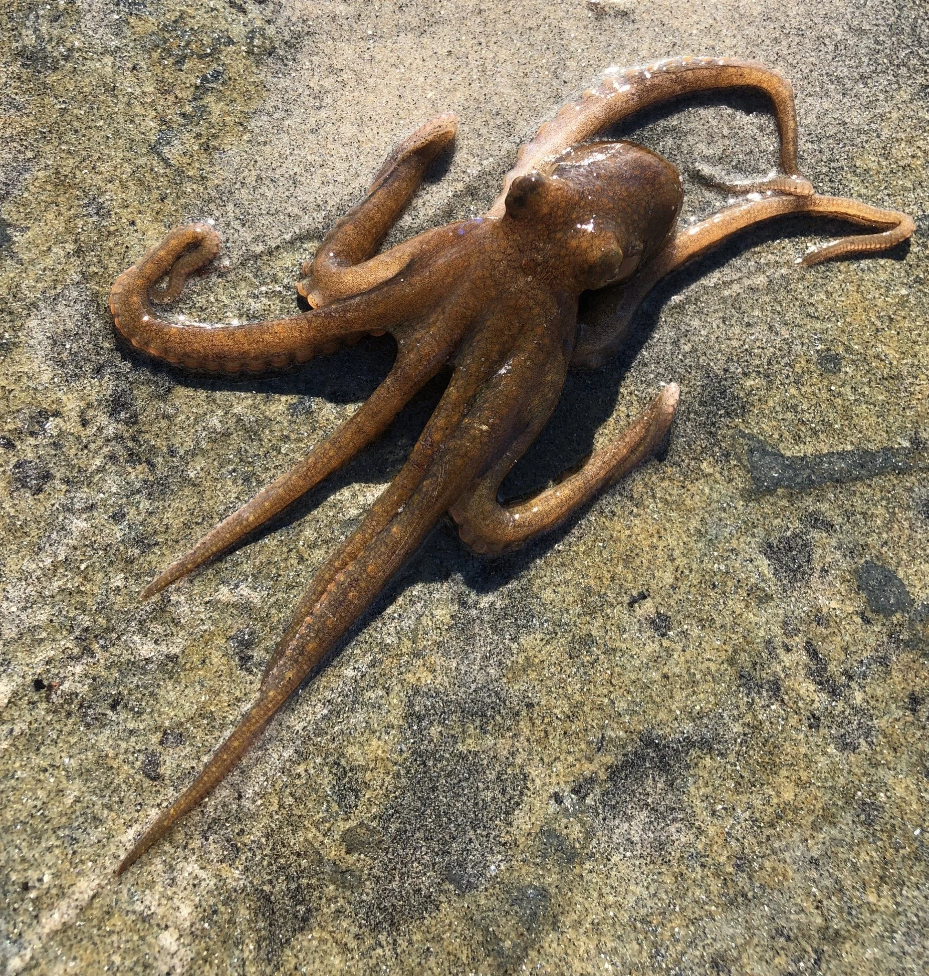 Acquaintance of an Octopus