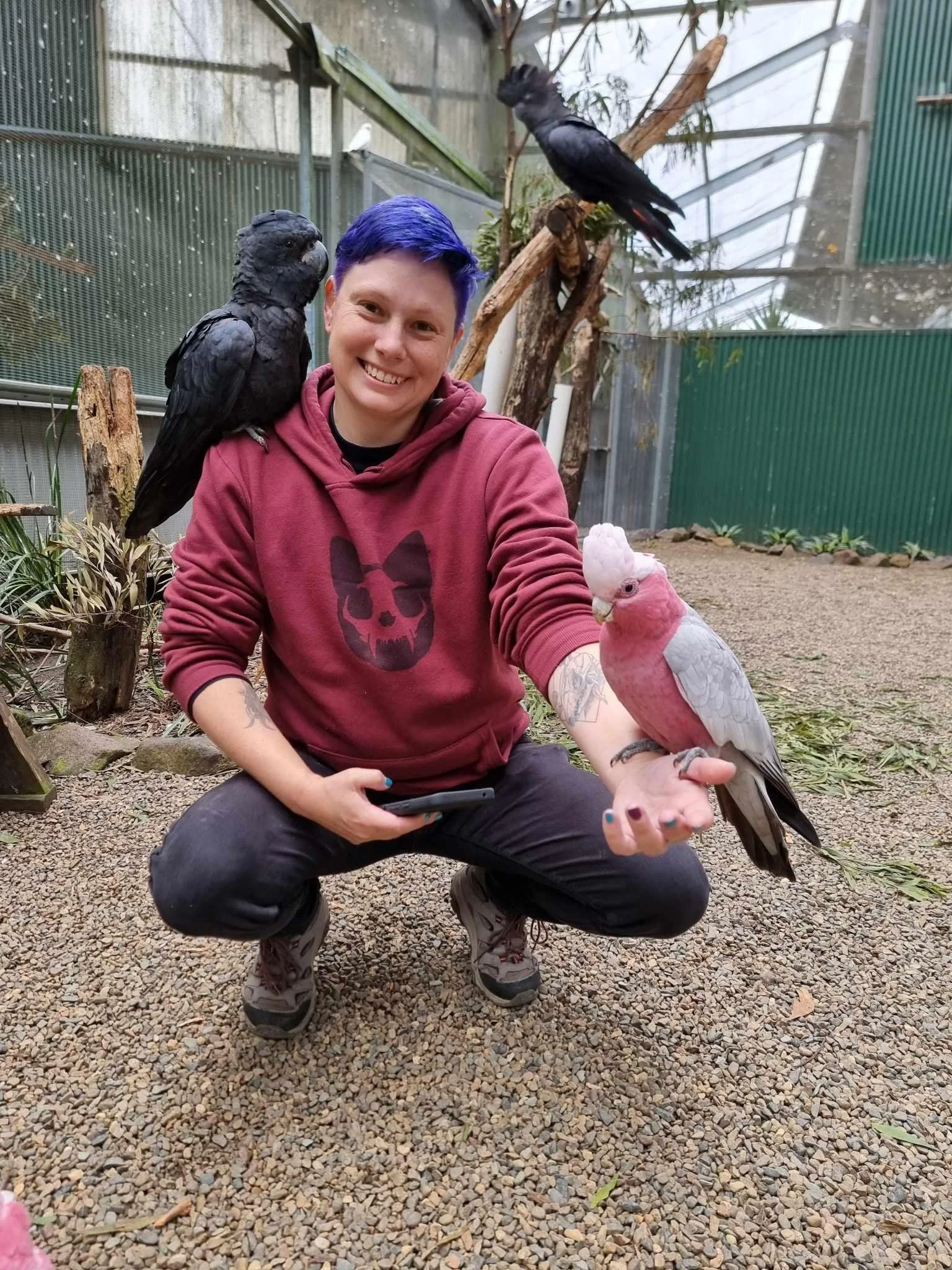 A person with short blue hair smiling and holding a pink cockatoo on their hand, with two black parrots perched on their shoulder and back, in an indoor aviary with green metal structures and trees.