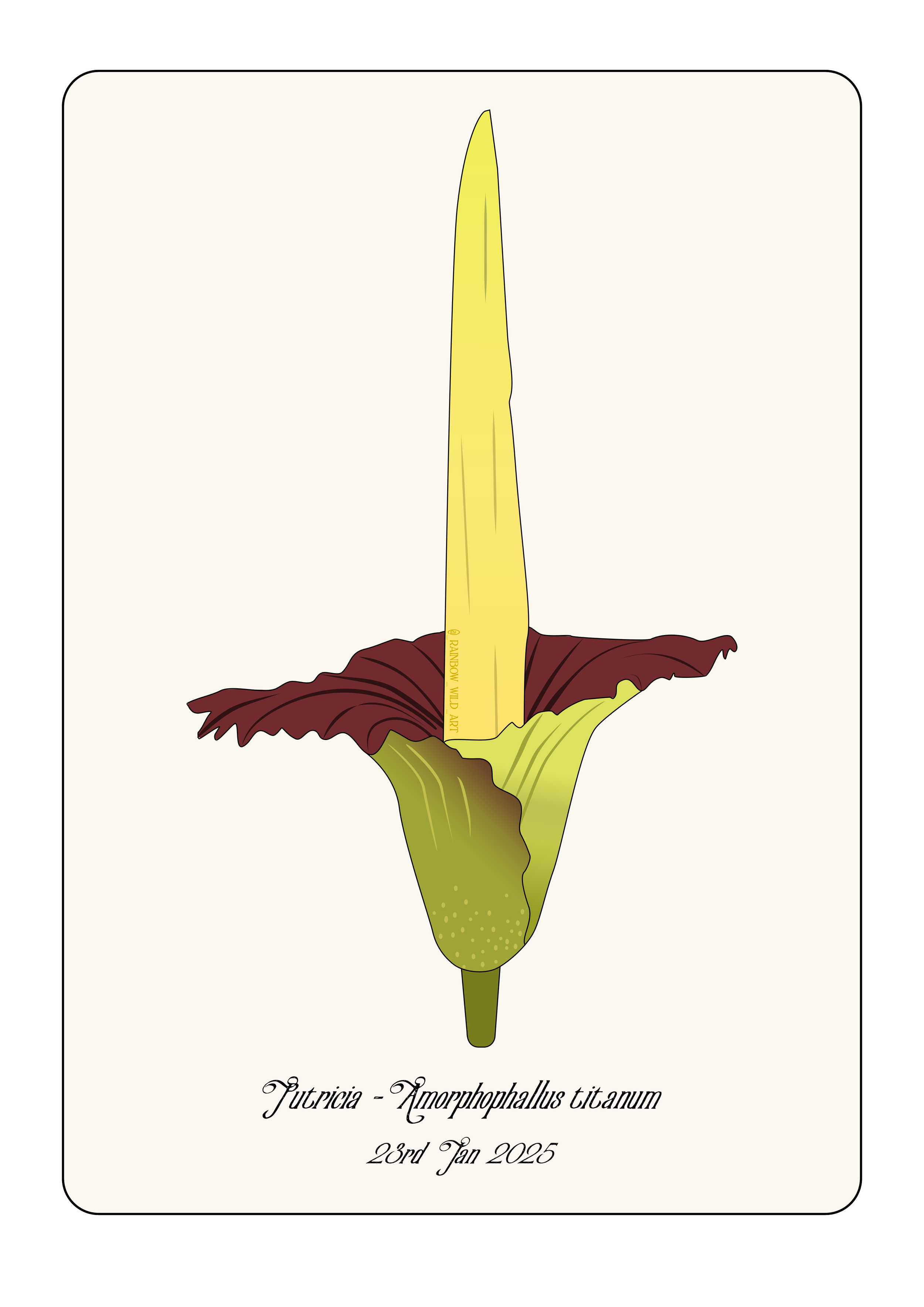 A digital illustration of a Titan Arum flower with maroon and yellow petals, labeled as 'Amorphophallus titanum,' with the date January 28, 2025, written beneath.