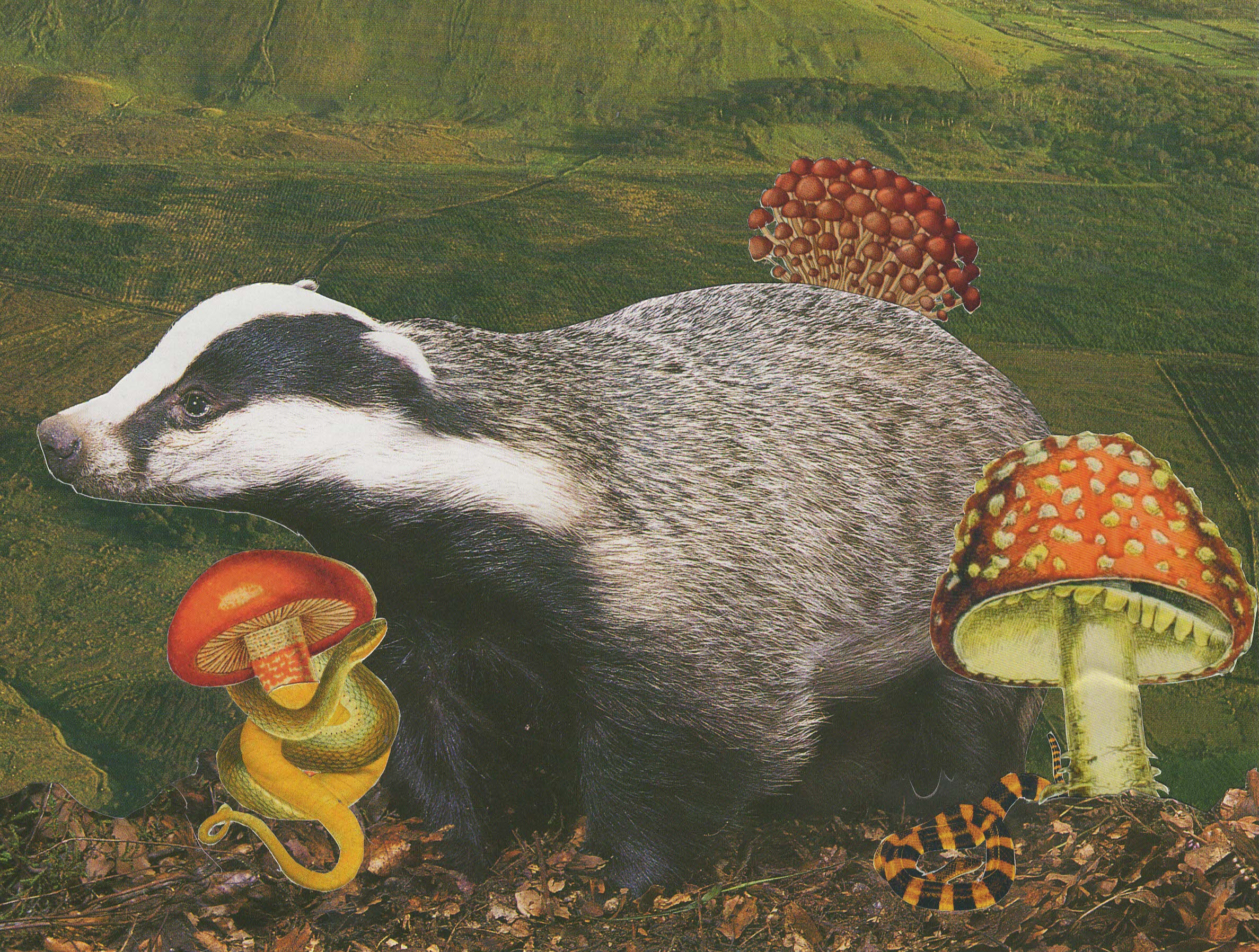 A collage featuring a badger, three mushrooms, a snake, and a snake's head, set against a green, forested background.