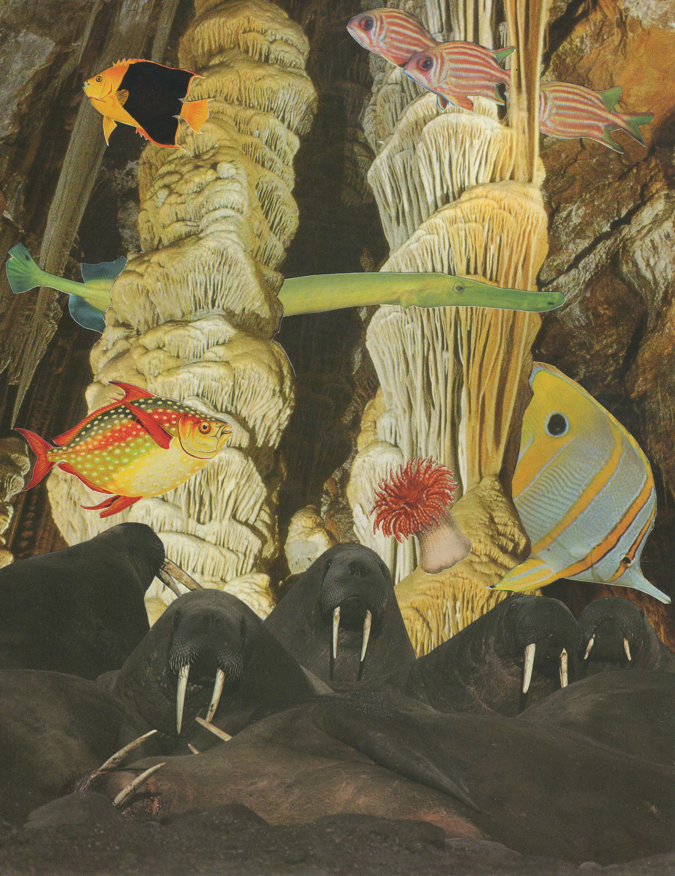 A collage of underwater scene featuring fish, corals, and marine animals including walruses at the bottom.