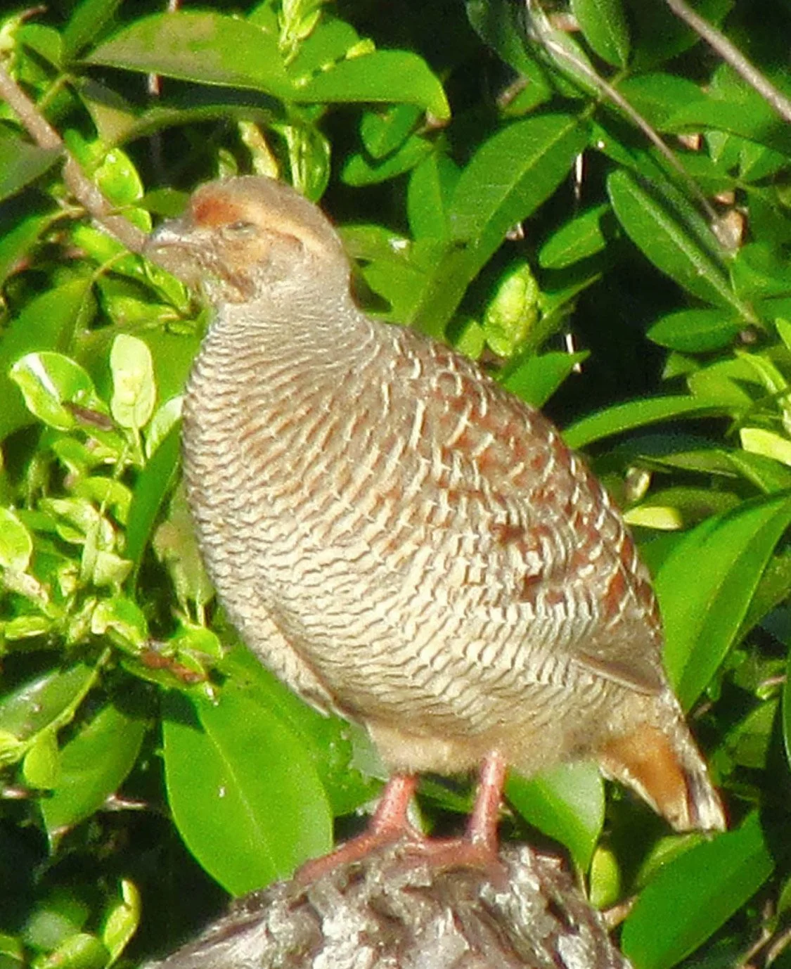 Francolin Dawn