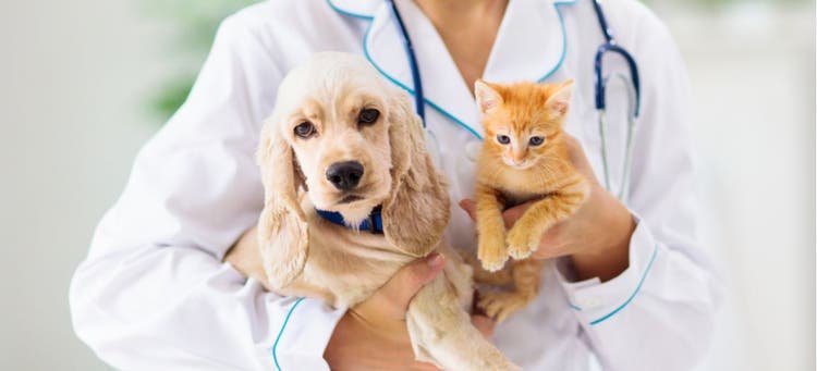 Comprehensive Pet Consultation Service