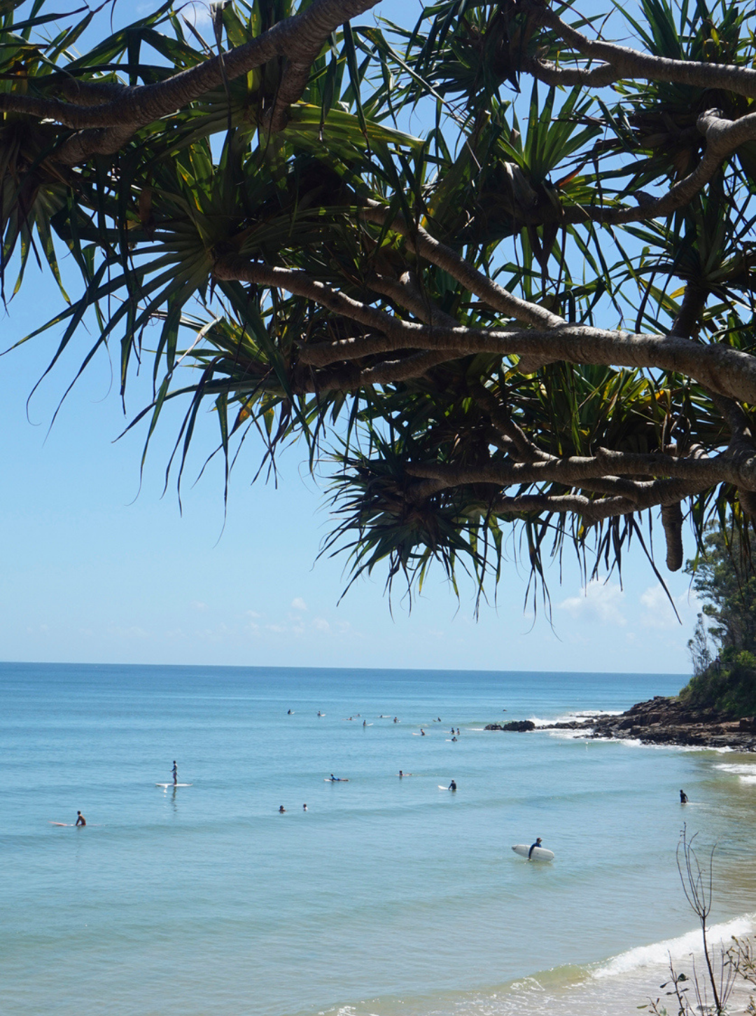 View of a tropical beach with people surfing and swimming in the calm blue ocean, under a large tree with long, pointed leaves in the foreground.