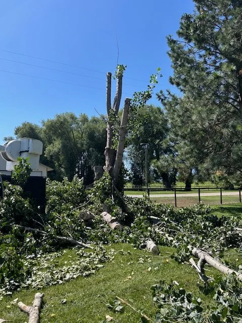 A broken tree with large branches and leaves fallen on the ground, near a utility building with outdoor equipment, in a grassy area with a fence and other trees under a clear blue sky.