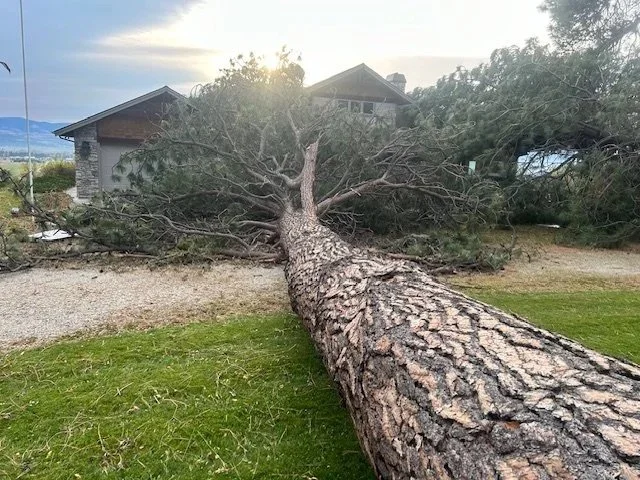 Downed tree lying across a lawn in front of a house at sunset.