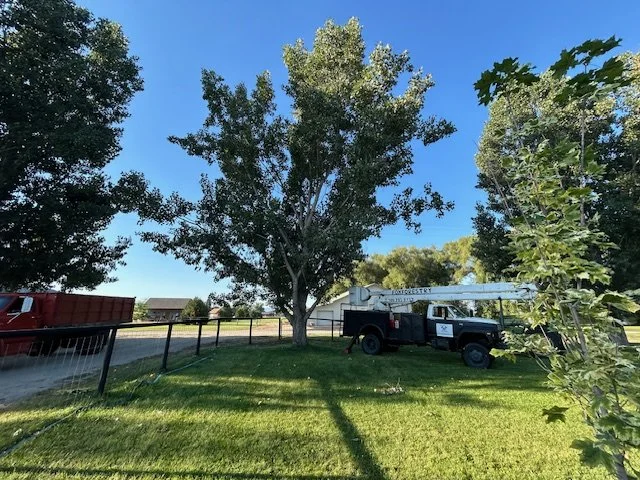 A large tree in a grassy yard with a utility truck parked underneath it, and a fence running across the yard. The sky is clear and blue.