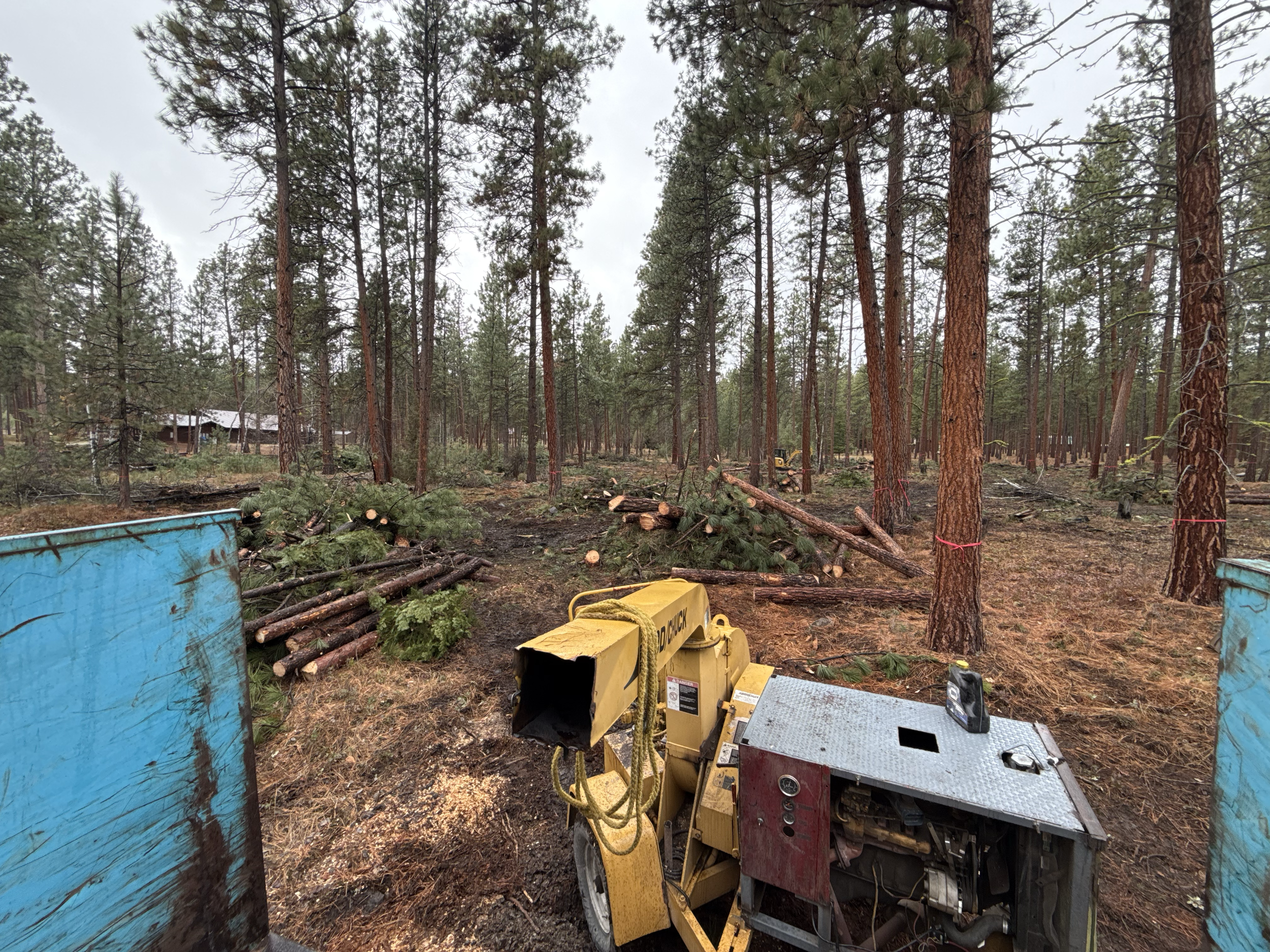 Forest with fallen trees and logging equipment on muddy ground, overcast sky.