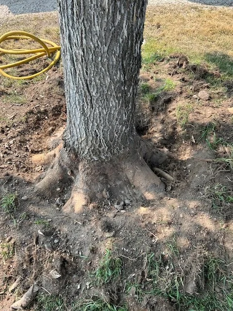 Tree with visible roots and a yellow hose nearby