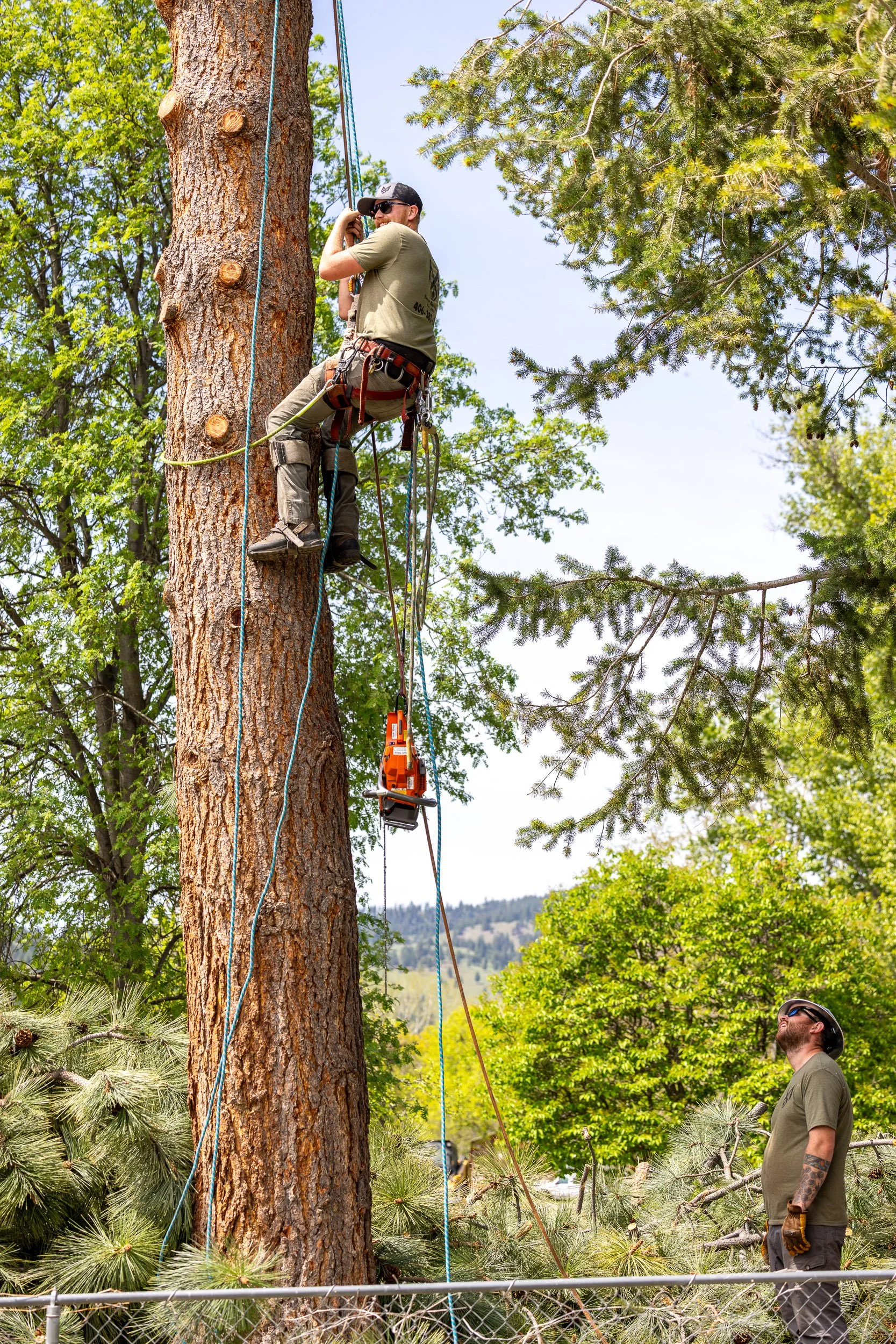 WENBFoxForestry-_22A7704.jpg