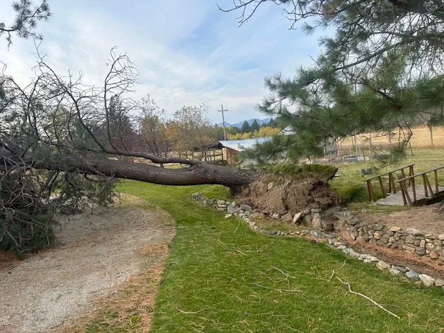 Large fallen tree blocking a gravel and grassy pathway, with a damaged wooden bridge and emergency response scene in a rural area.