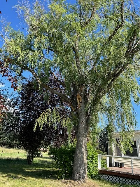 A large tree with green leaves on a sunny day in a suburban backyard, with a wooden deck and house in the background.