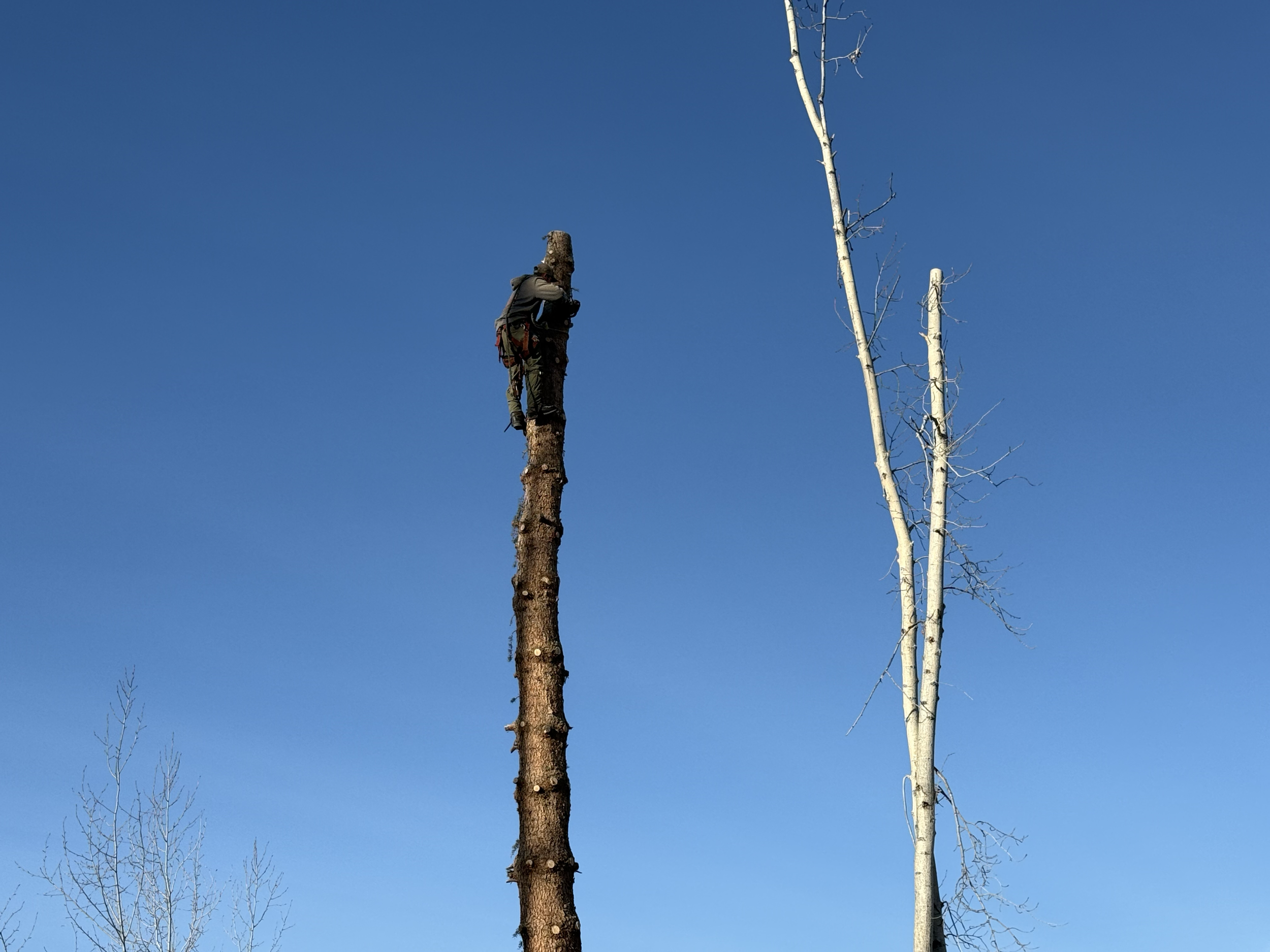 A person climbing or perched on top of a tall tree trunk in a clear blue sky, with two additional leafless trees in the background.