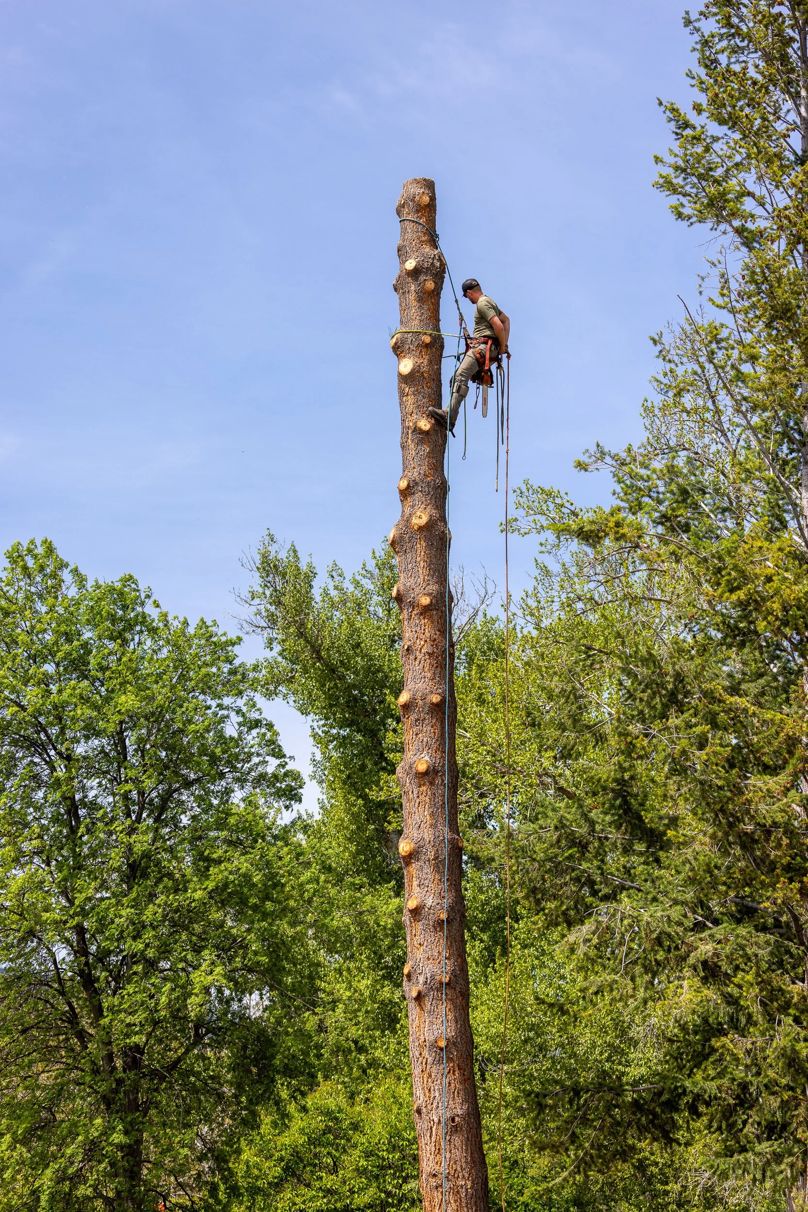 WENBFoxForestry-_22A7616.jpg
