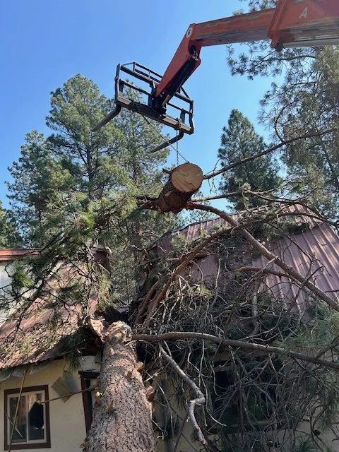 A large fallen tree being removed by a crane in a backyard with a house and tall pine trees.