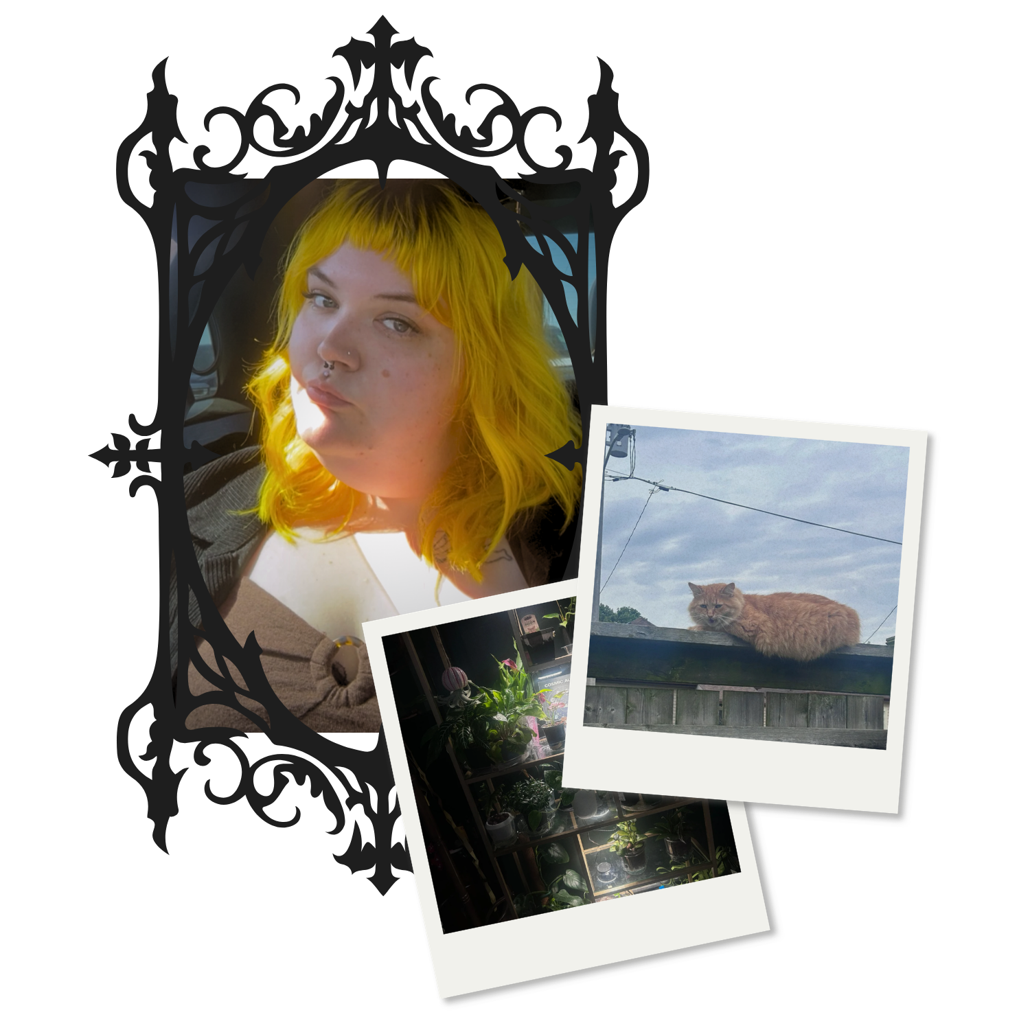 Woman with bright yellow hair and septum piercing, along with printed photographs of plants, a cat on a roof, and an indoor plant display.