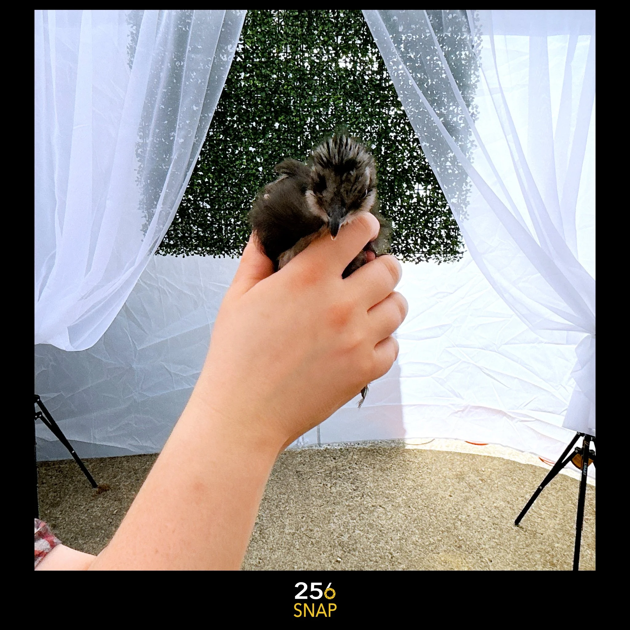 Church House Market in Crane Hill, Alabama - BABY CHICKEN PICTURE