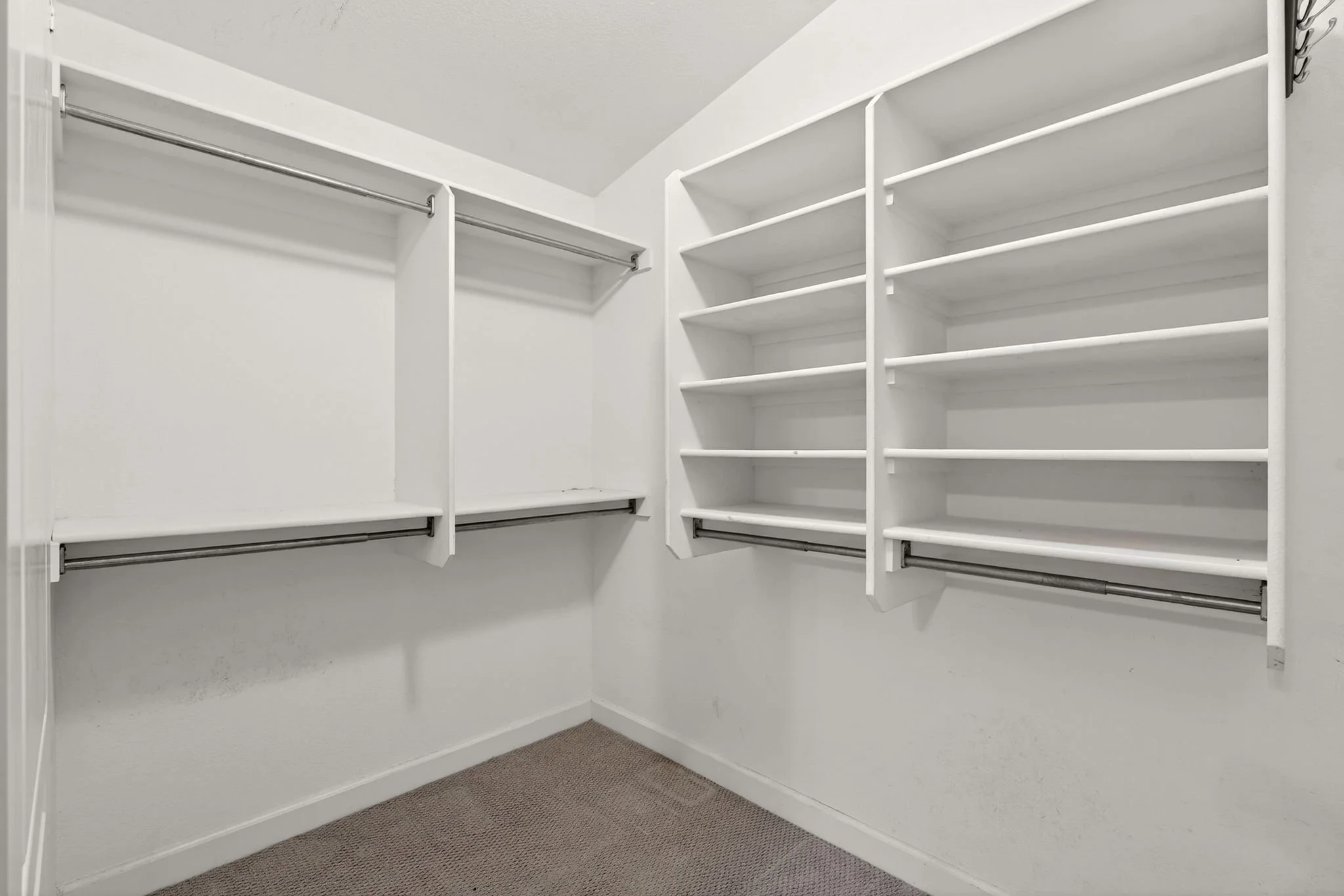Empty white walk-in closet with multiple shelves and hanging rods, beige carpeted floor.