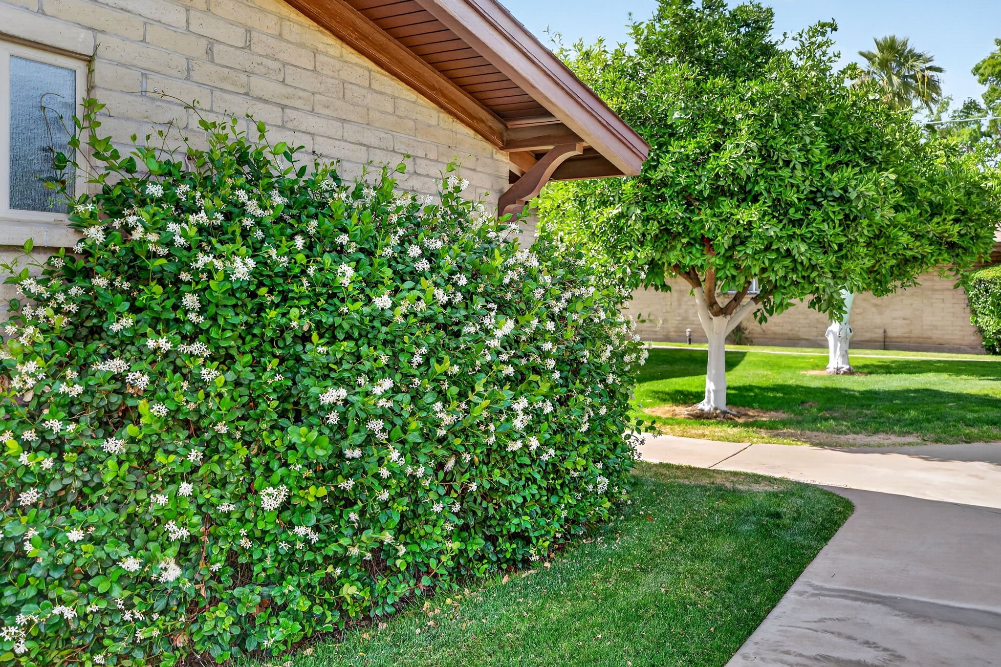 A residential front yard with a lawn, concrete sidewalk, green bushes with white flowers, a large tree with green foliage, and part of a brick house with a brown roof.