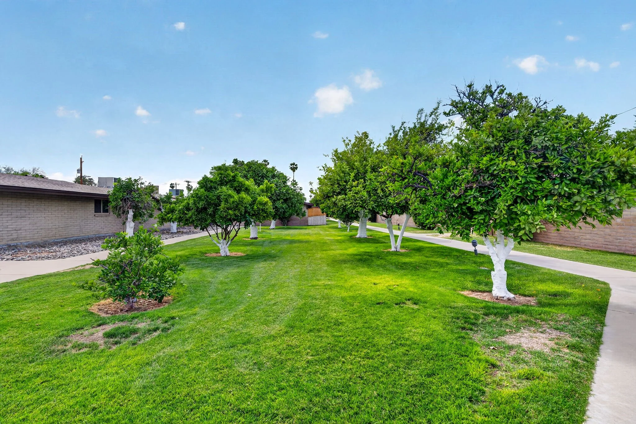 A well-maintained green lawn with evenly spaced trees, some painted white at the base, along with a sidewalk and a brick building under a bright blue sky with a few scattered clouds.