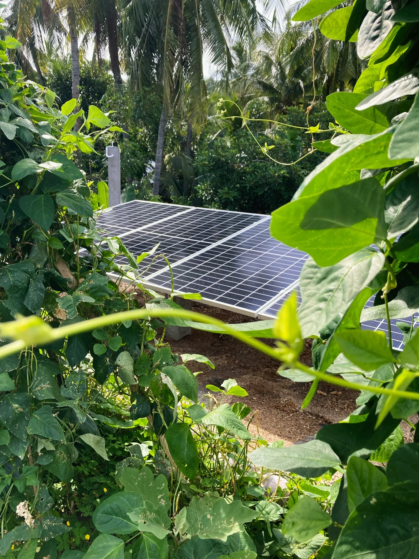 Permaculture design consultation for a tropical resort, delivered by Mark Garrett Permaculture.