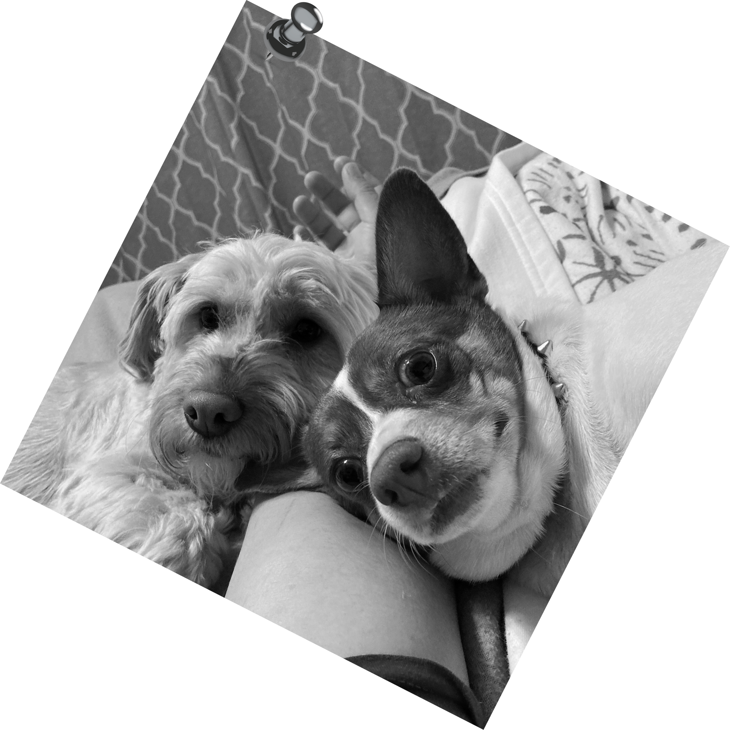 Adorable doggies dogs grayscale photo with thumbtack