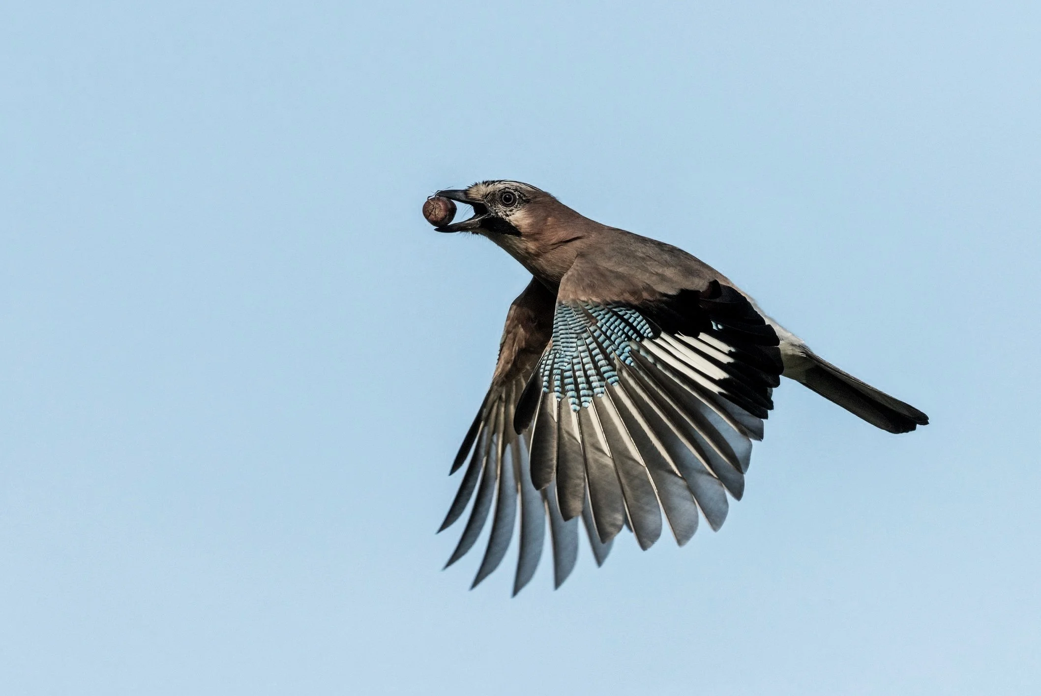 A bird in flight holding a small round object in its beak against a clear blue sky.