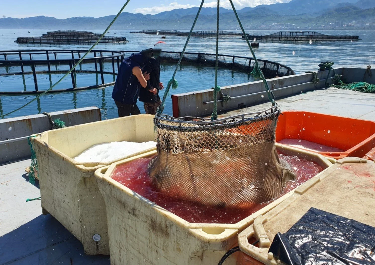 Two people in rain jackets are working together on a boat next to aquaculture tanks, with a large fish in a net inside a beige container filled with water, and the lake and mountains in the background.