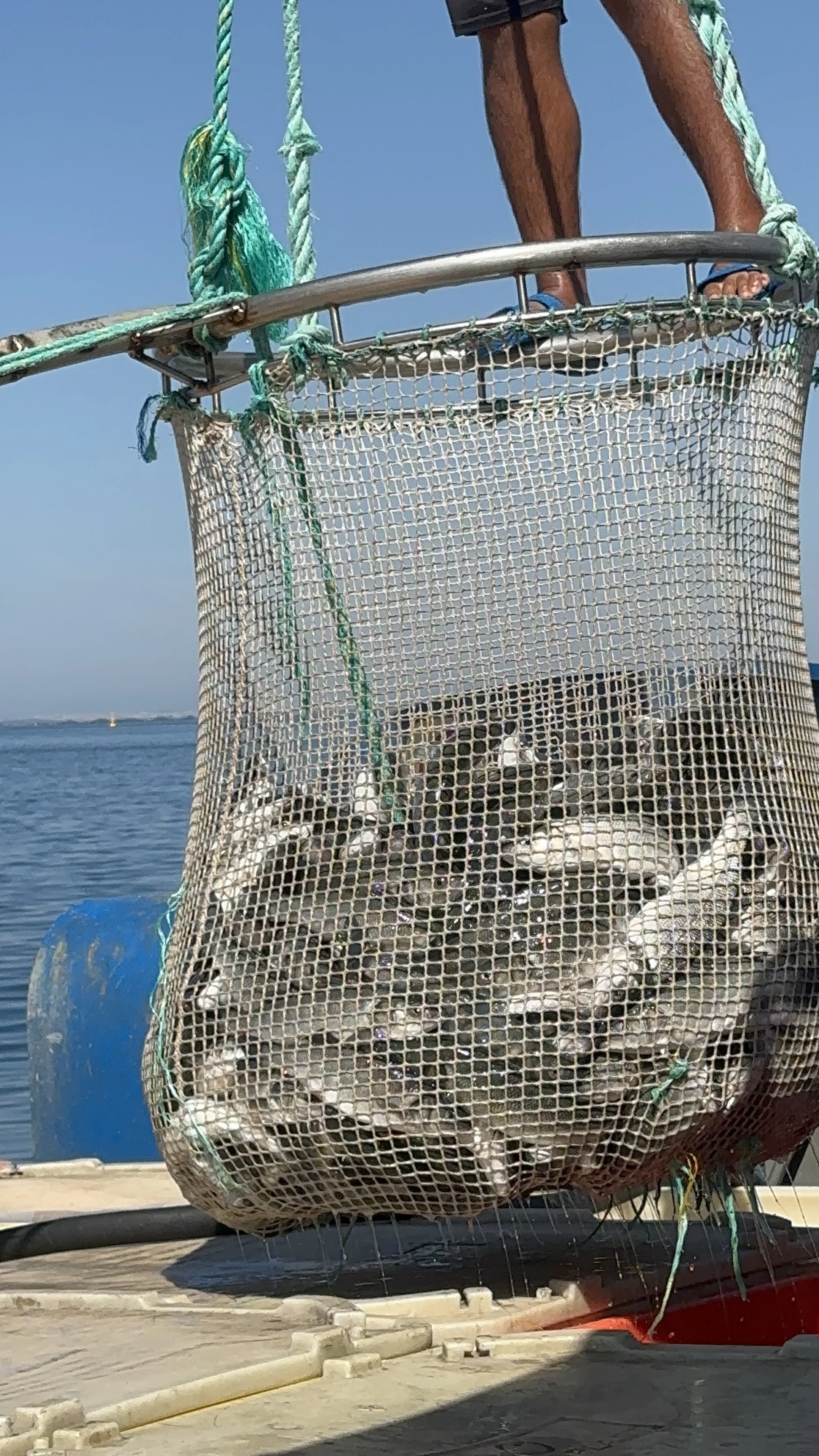 A person on a boat holding a large net filled with fish, with water in the background and a partly cloudy sky.