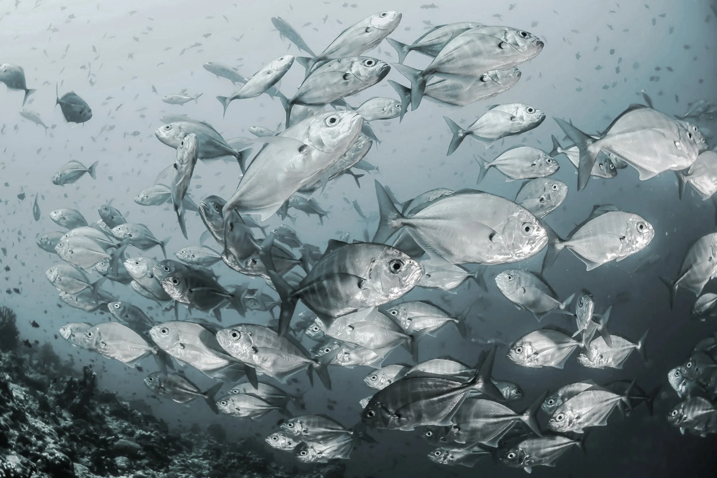 A school of silver fish swimming underwater, with some dark-colored rocks at the bottom.