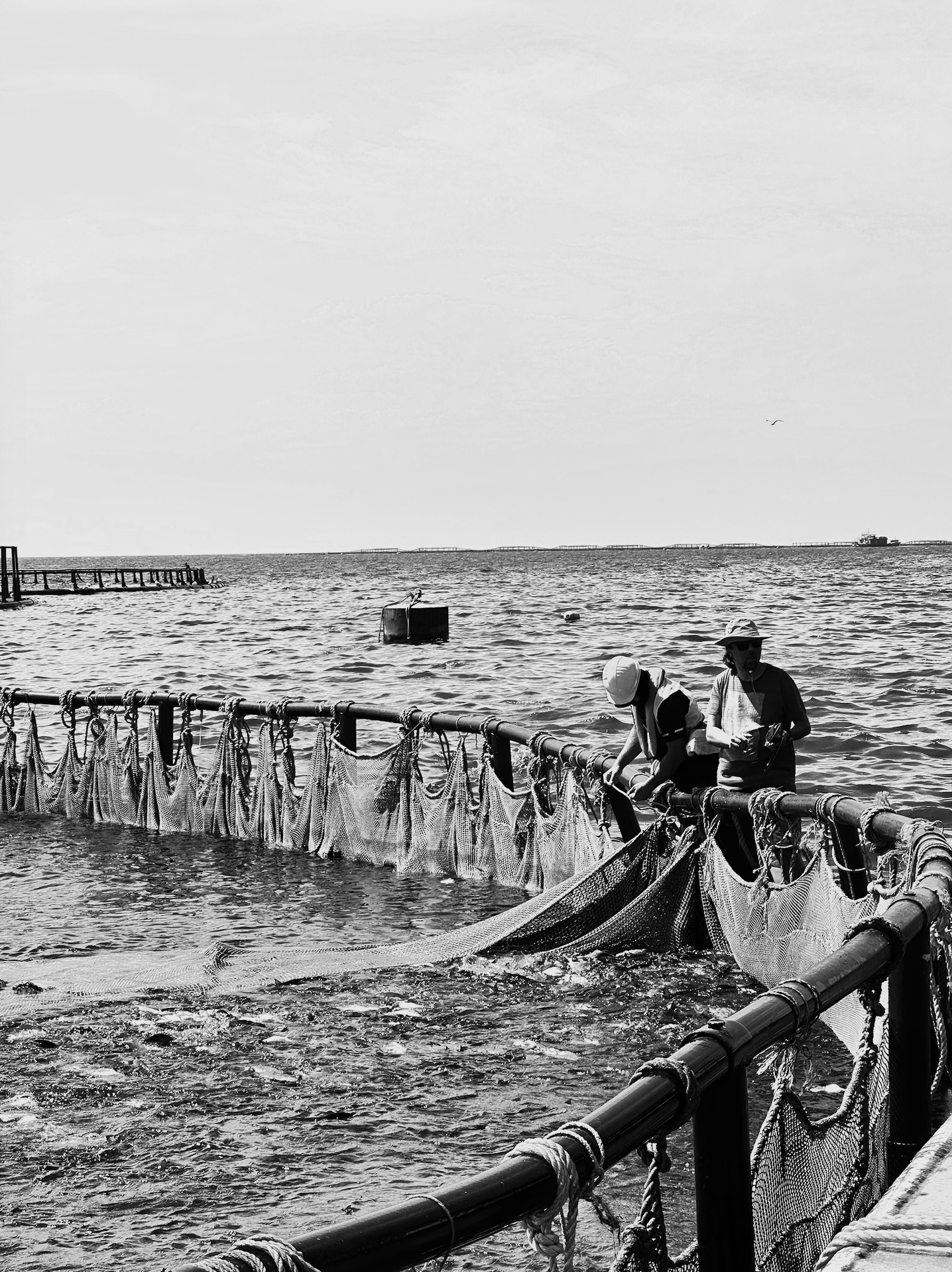 Black and white photo of three people working on a fishing net at the edge of a wooden pier, with a body of water, a bridge, and a ship in the distance.