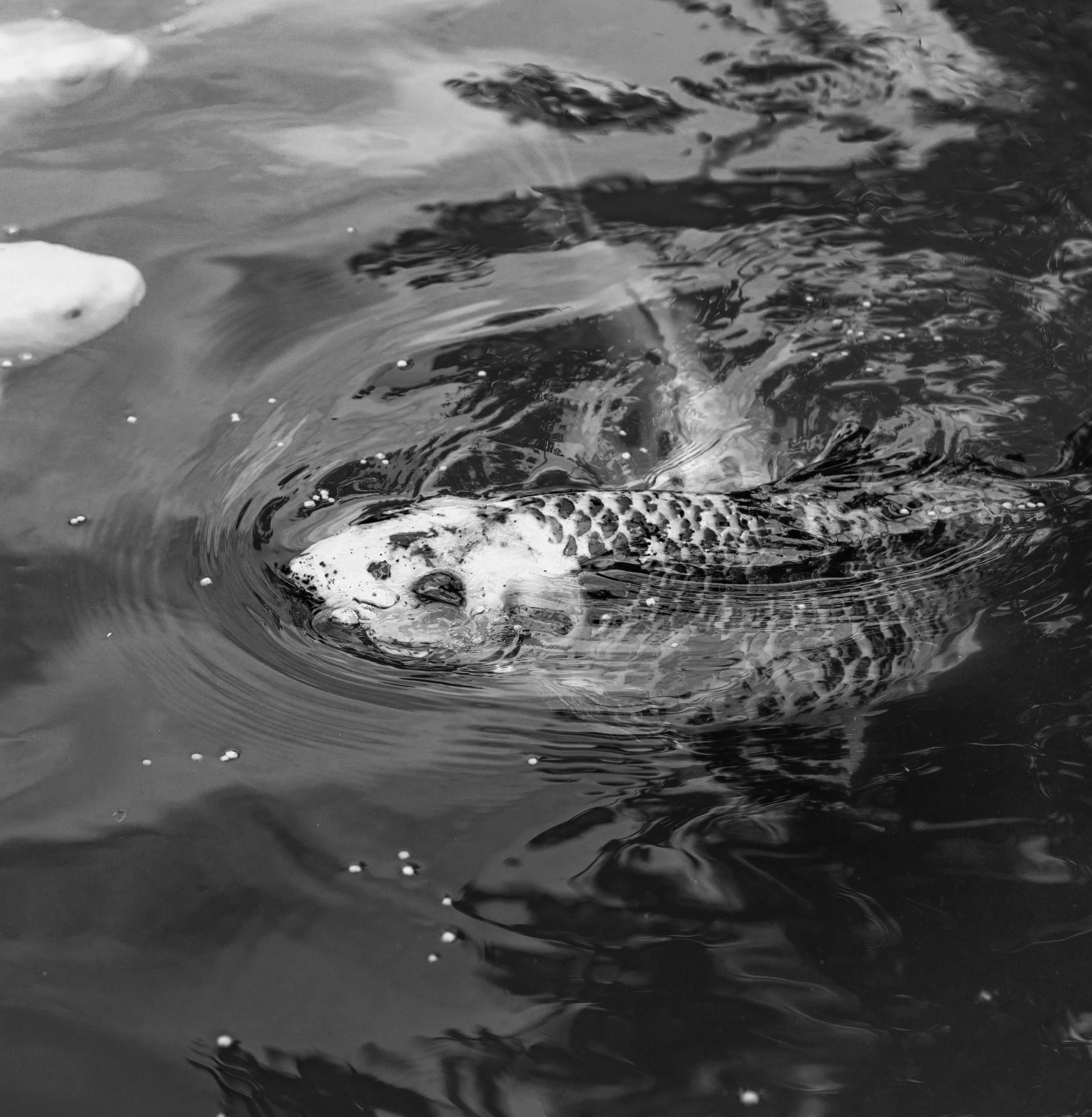 Black and white photo of a fish swimming near the water's surface, with some rocks and water ripples visible.