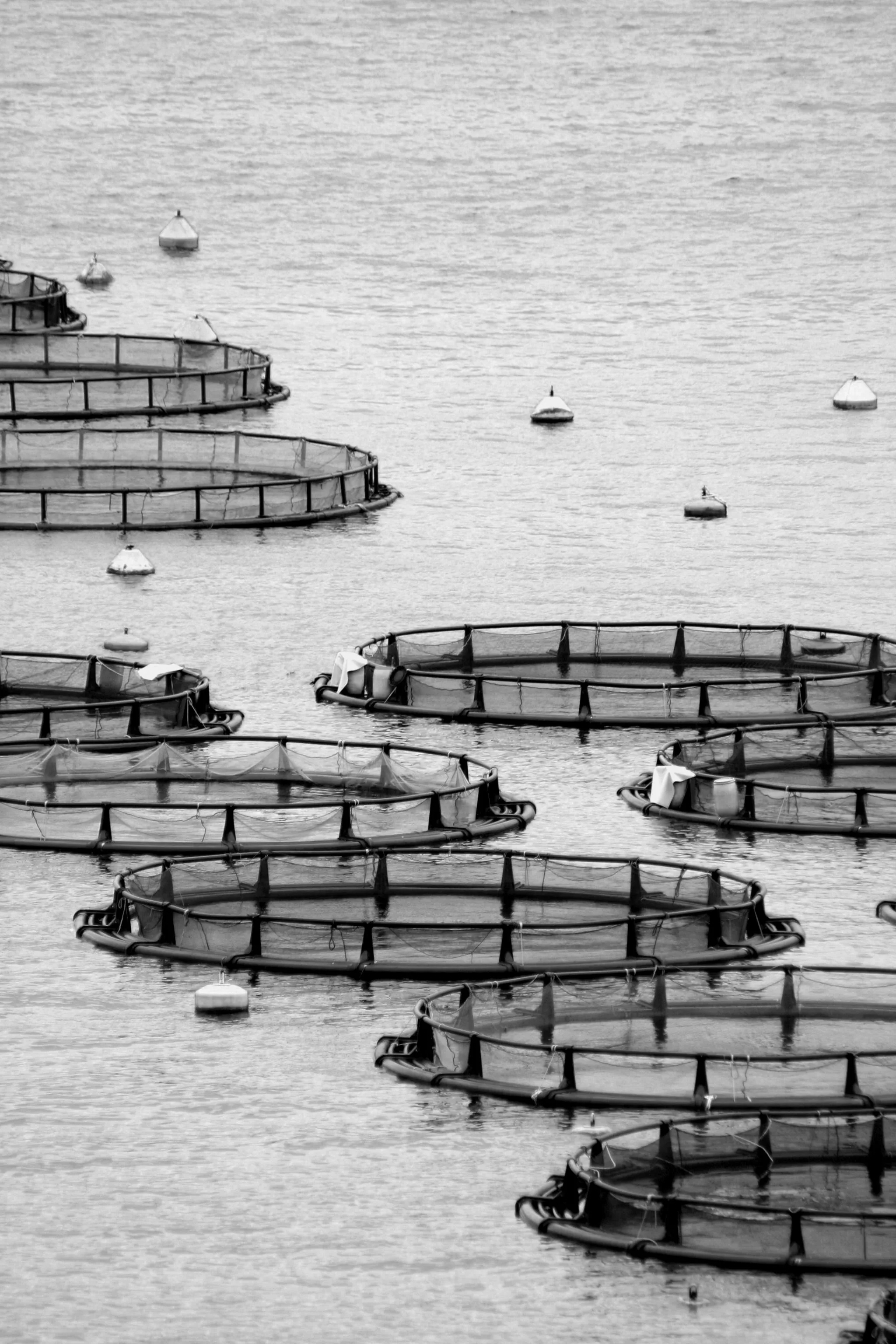 Black and white photo of circular fish farms floating on calm water with buoys marking their locations.