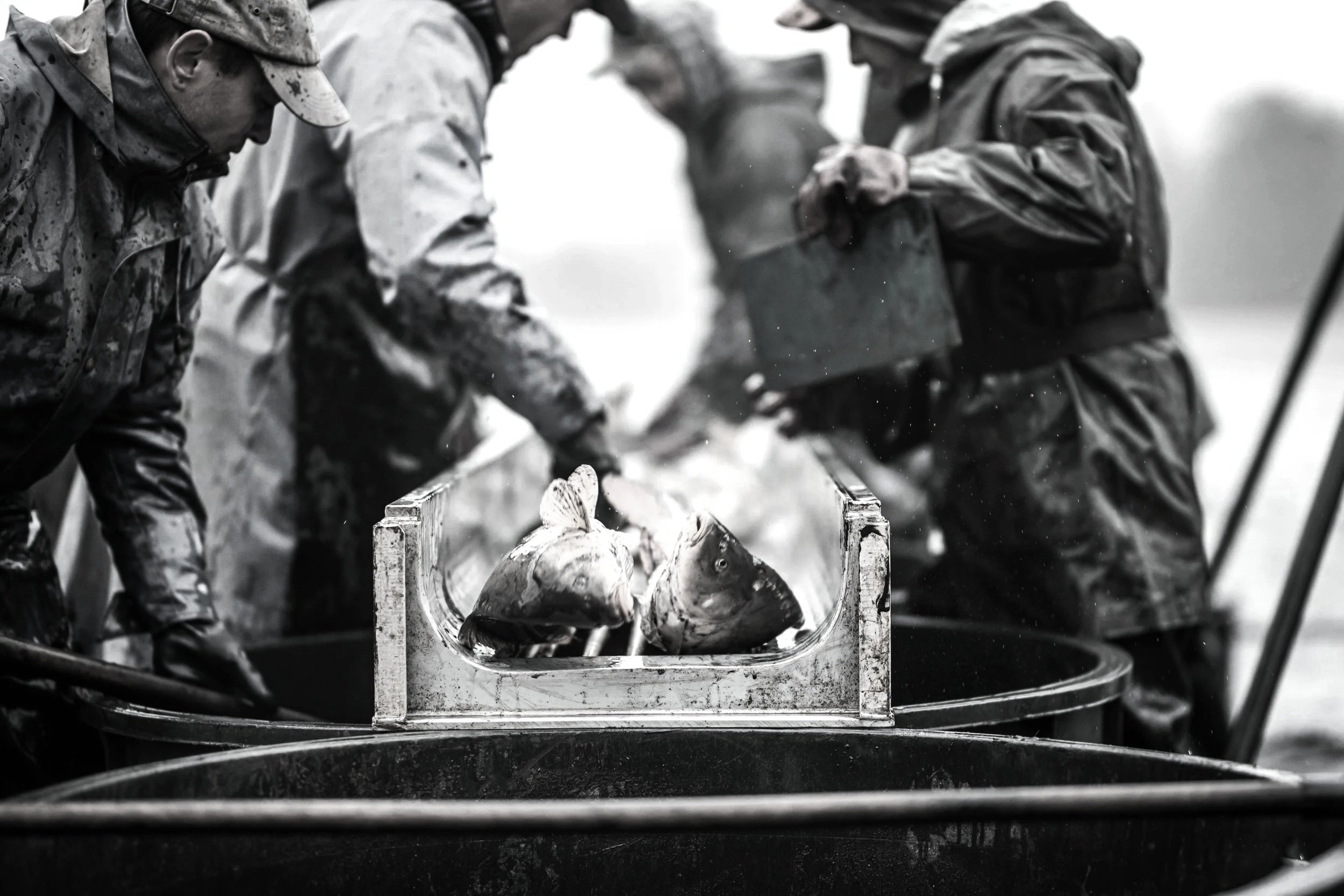 Black and white photo of multiple people wearing rain gear, working together to handle a large fish in a container.