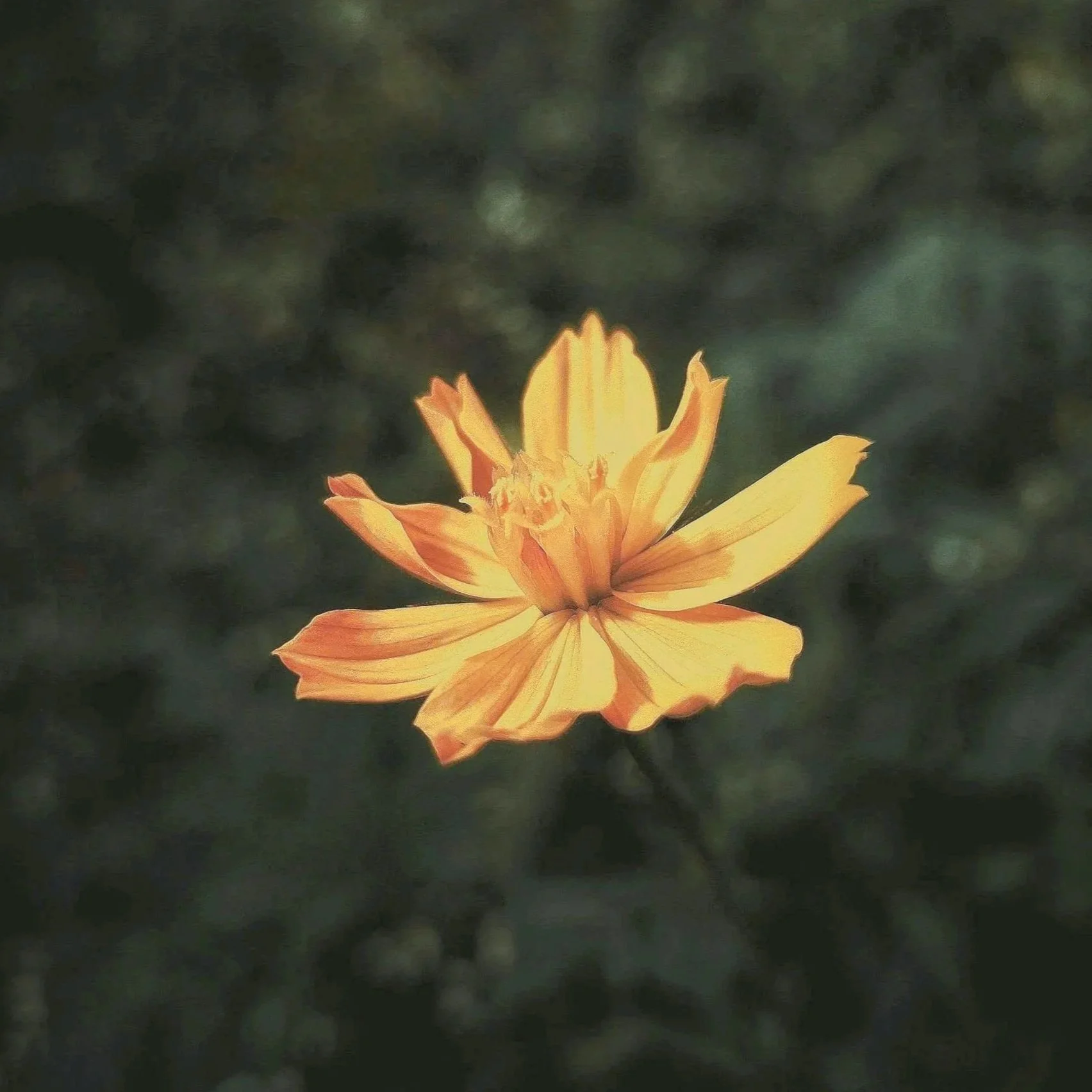decorative