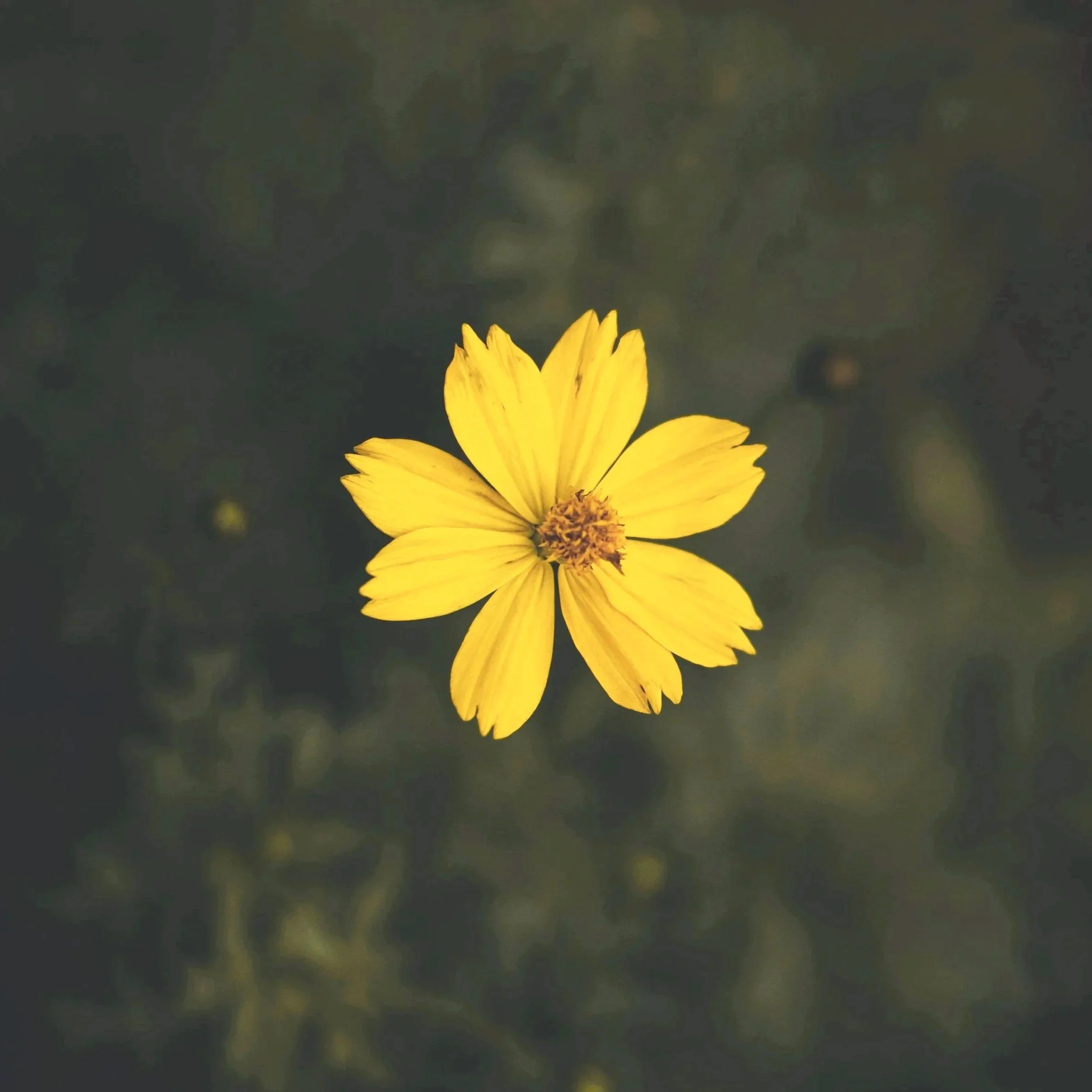 decorative